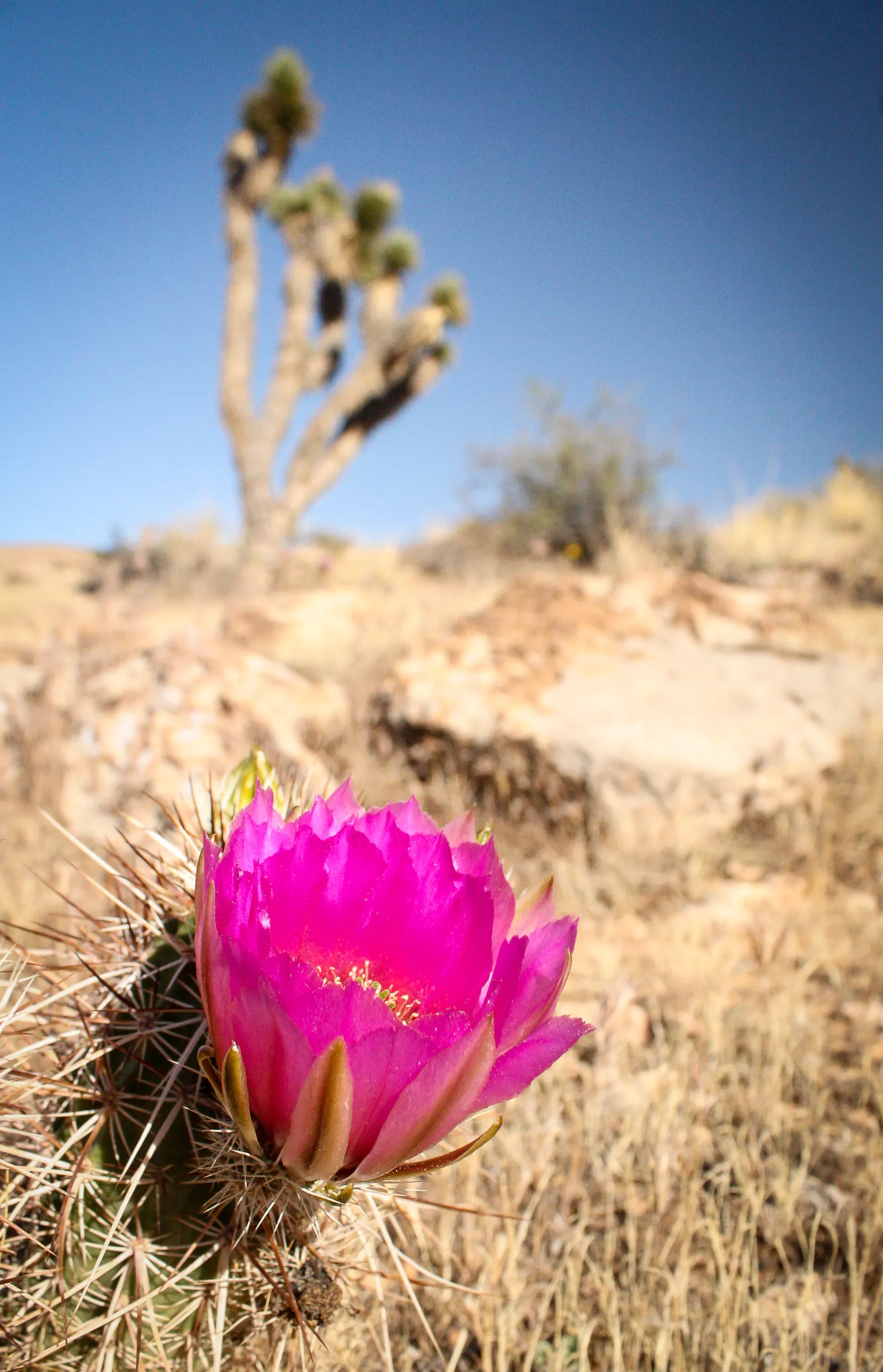 Strawberry Hedgehog (Echinocereus Engelmannii) — Echinocereus engelmannii, or Strawberry Hedgehog, is a resilient cactus native to the American, image 45