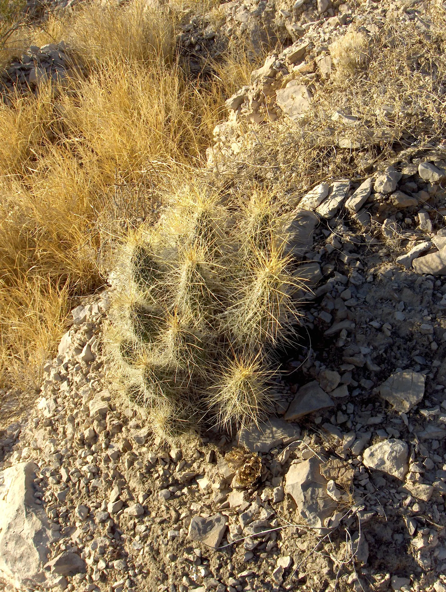 Strawberry Hedgehog (Echinocereus Engelmannii) — Springtime brings vibrant magenta flowers, followed by edible red fruits resembling strawberries