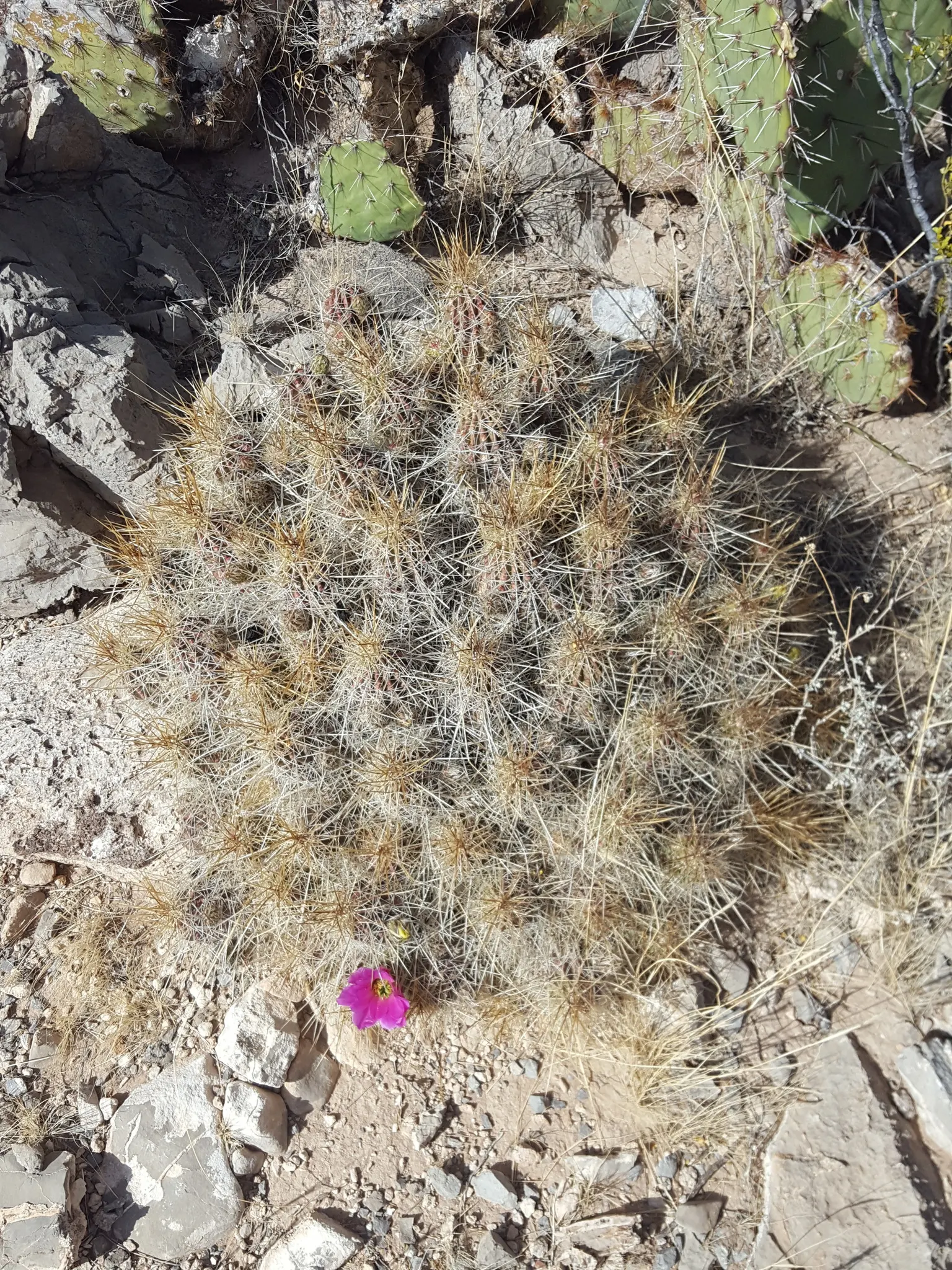 Strawberry Hedgehog (Echinocereus Engelmannii) — A vibrant element for xeric landscapes