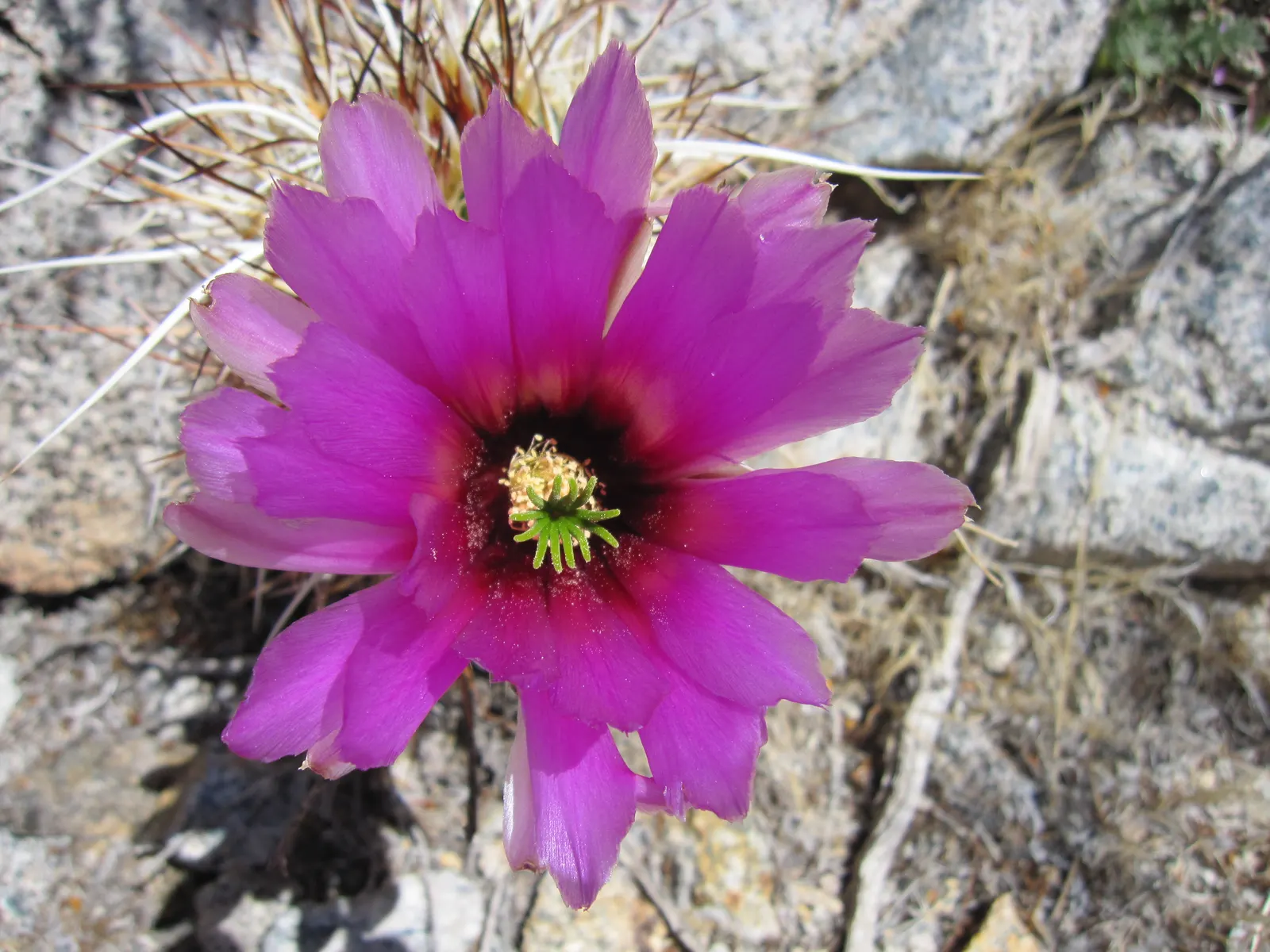 Strawberry Hedgehog (Echinocereus Engelmannii) — growing in clusters that can enhance the visual interest of rock gardens or desert-themed landscapes