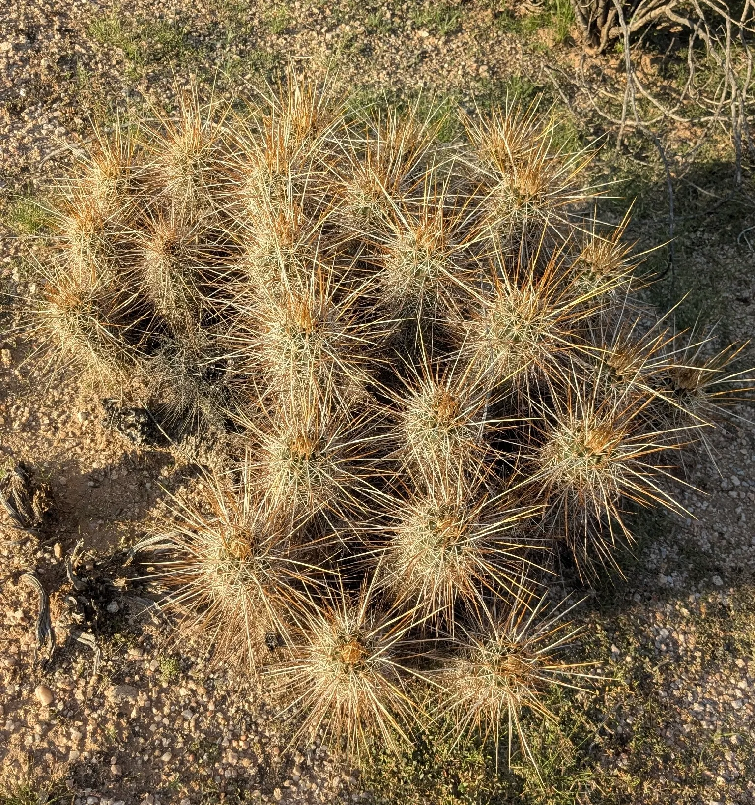Strawberry Hedgehog (Echinocereus Engelmannii) — which range in color from white to deep pink and may reach up to 1.5 inches in length; a vibrant, image 55