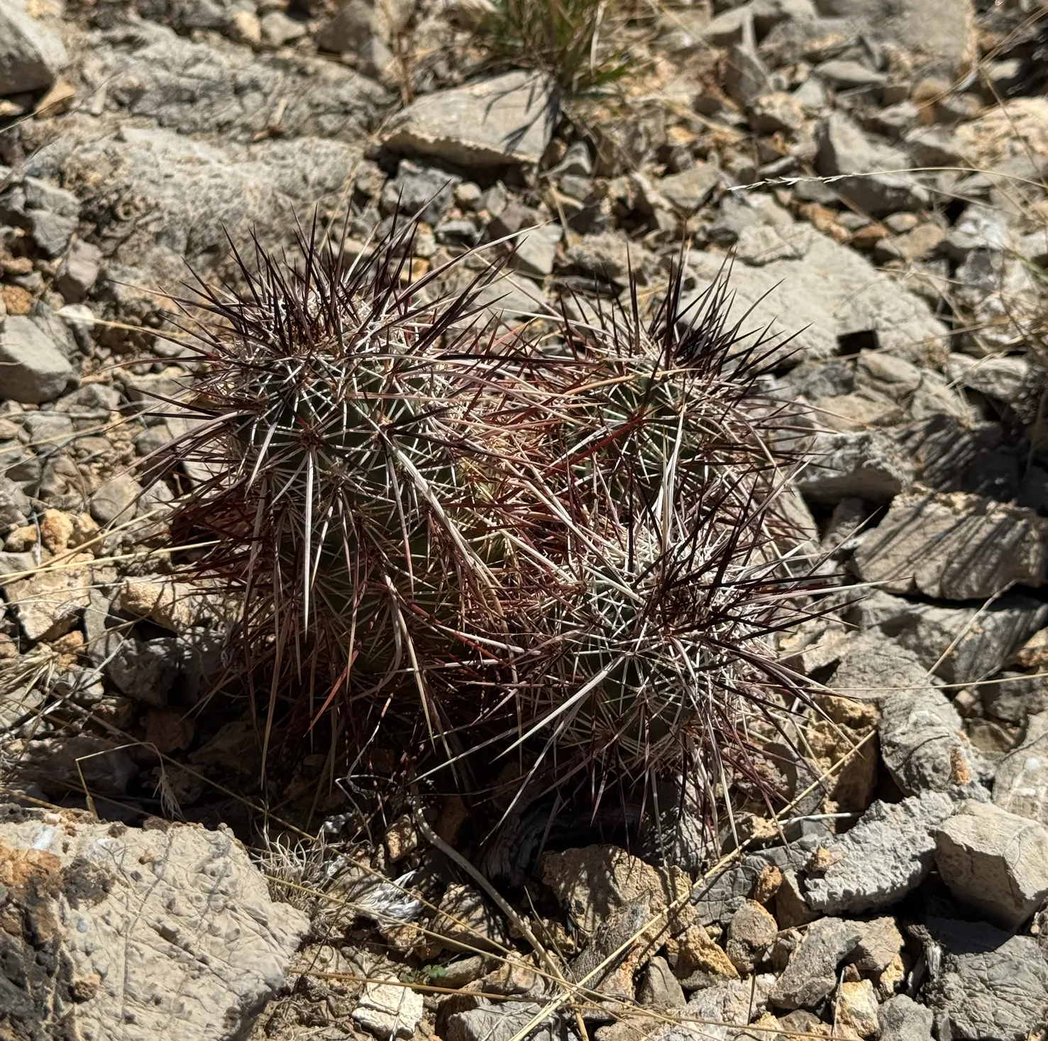 Strawberry Hedgehog (Echinocereus Engelmannii) — Its cylindrical stem is densely adorned with spines; echinocereus engelmannii, or Strawberry, image 54