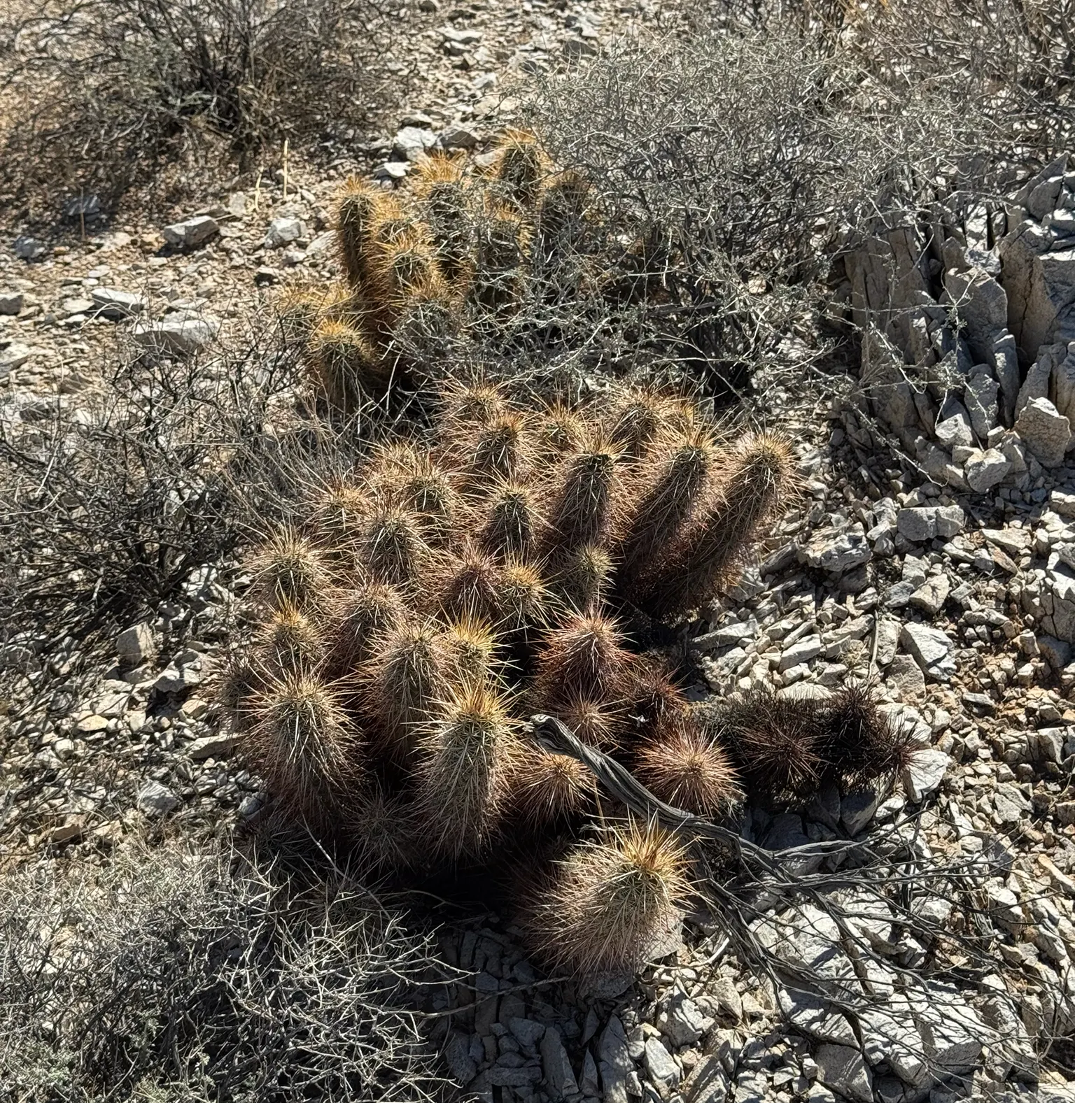 Strawberry Hedgehog (Echinocereus Engelmannii) — pink and violet flowers in the garden