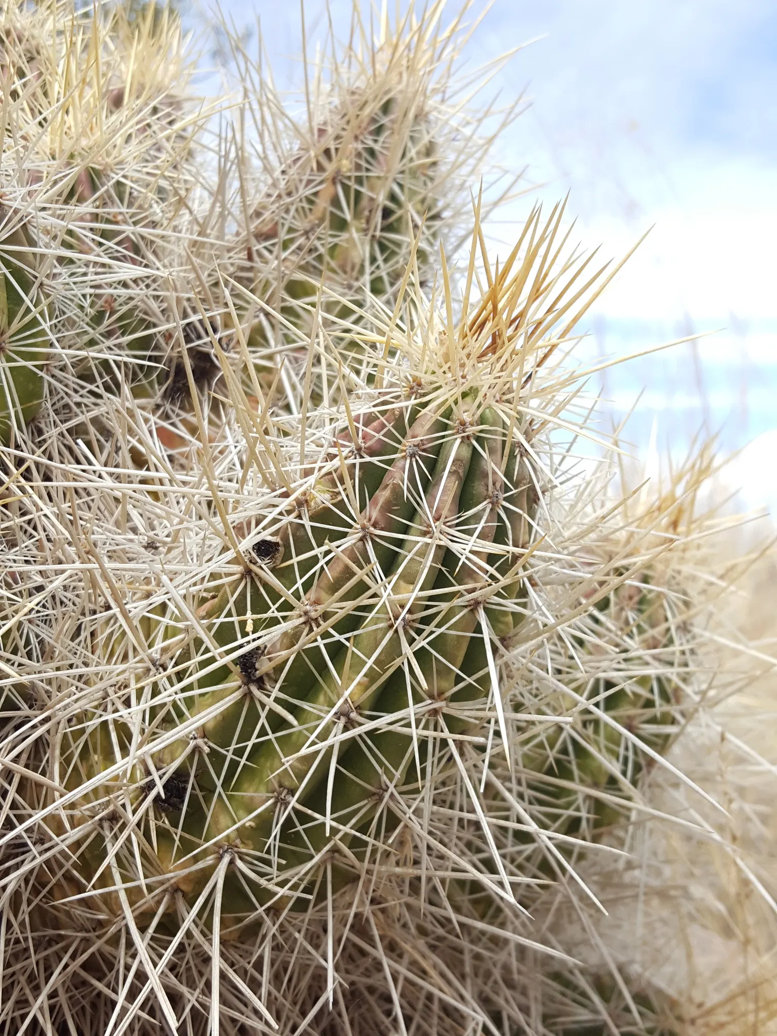 Strawberry Hedgehog (Echinocereus Engelmannii) — providing an eye-catching contrast against the green to bluish-green stem.<br><br>Apart from its visual charm
