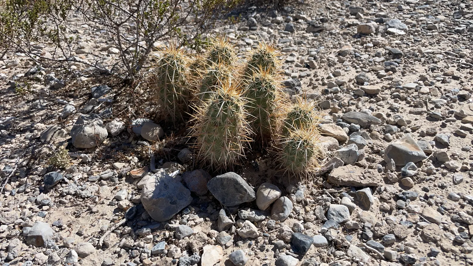 Strawberry Hedgehog (Echinocereus Engelmannii) — is a captivating cactus indigenous to the desert regions of the American Southwest; it presents, image 73