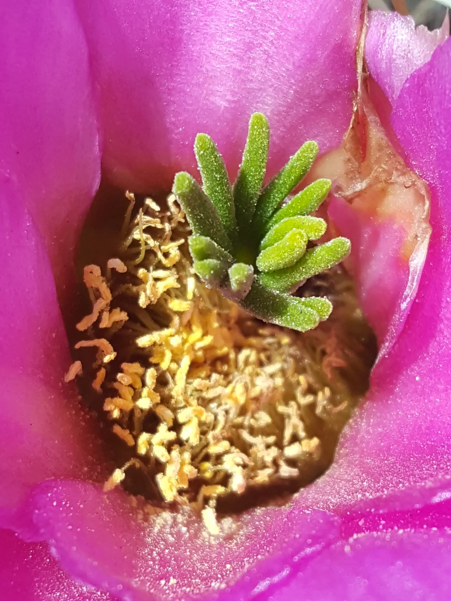 Strawberry Hedgehog (Echinocereus Engelmannii) — which range in color from white to deep pink and may reach up to 1.5 inches in length; a vibrant element for