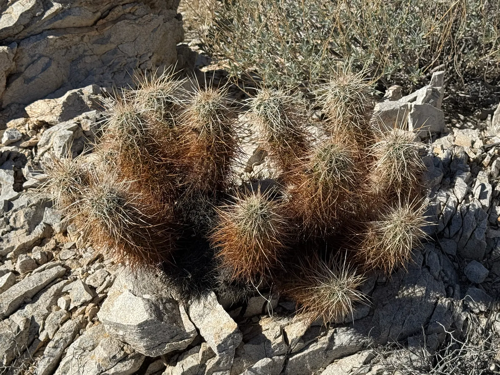Strawberry Hedgehog (Echinocereus Engelmannii) — Ideal for rock gardens and desert landscapes, it adds striking texture and seasonal color; its, image 49