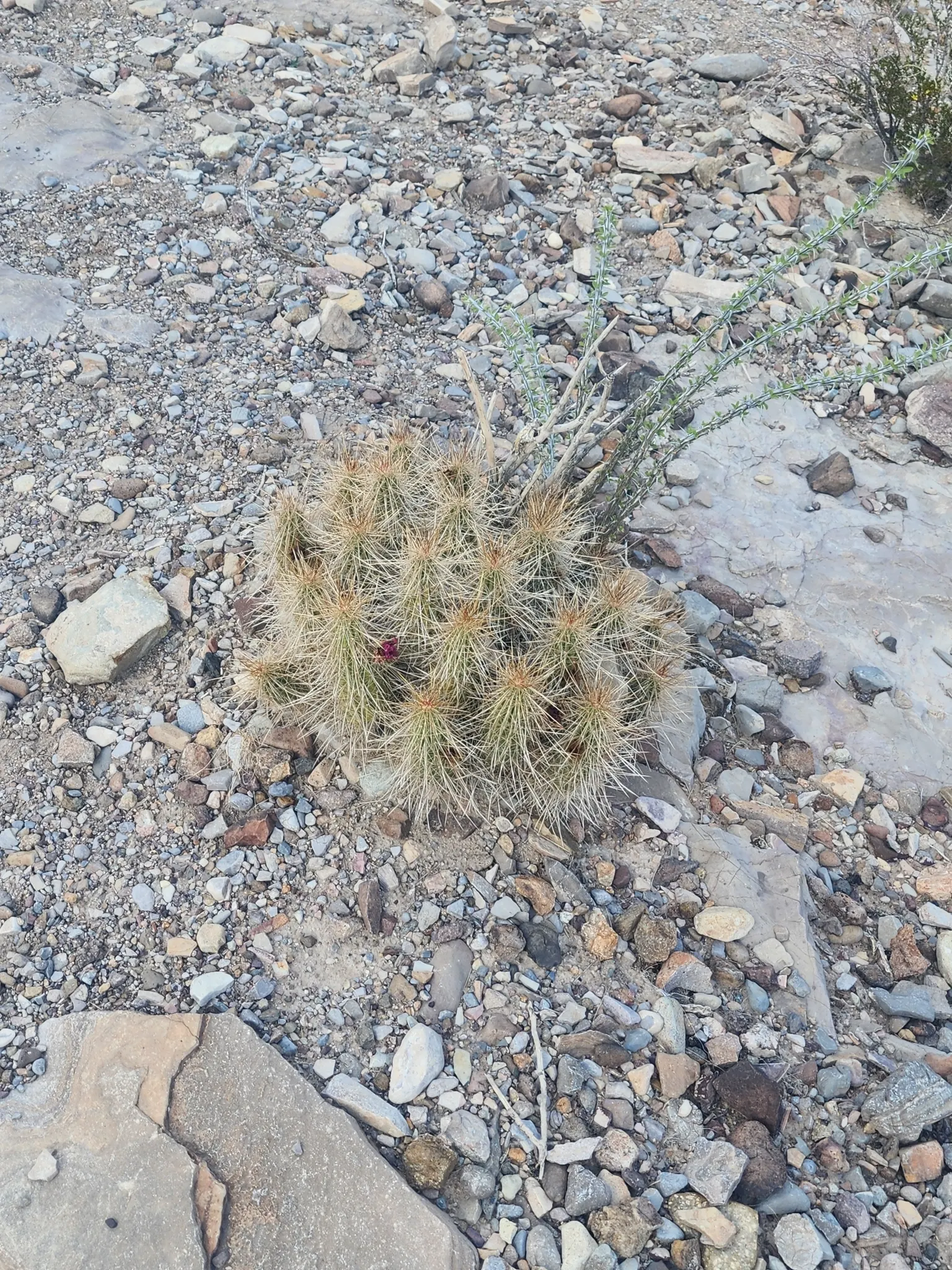 Strawberry Hedgehog (Echinocereus Engelmannii) — cactus for full