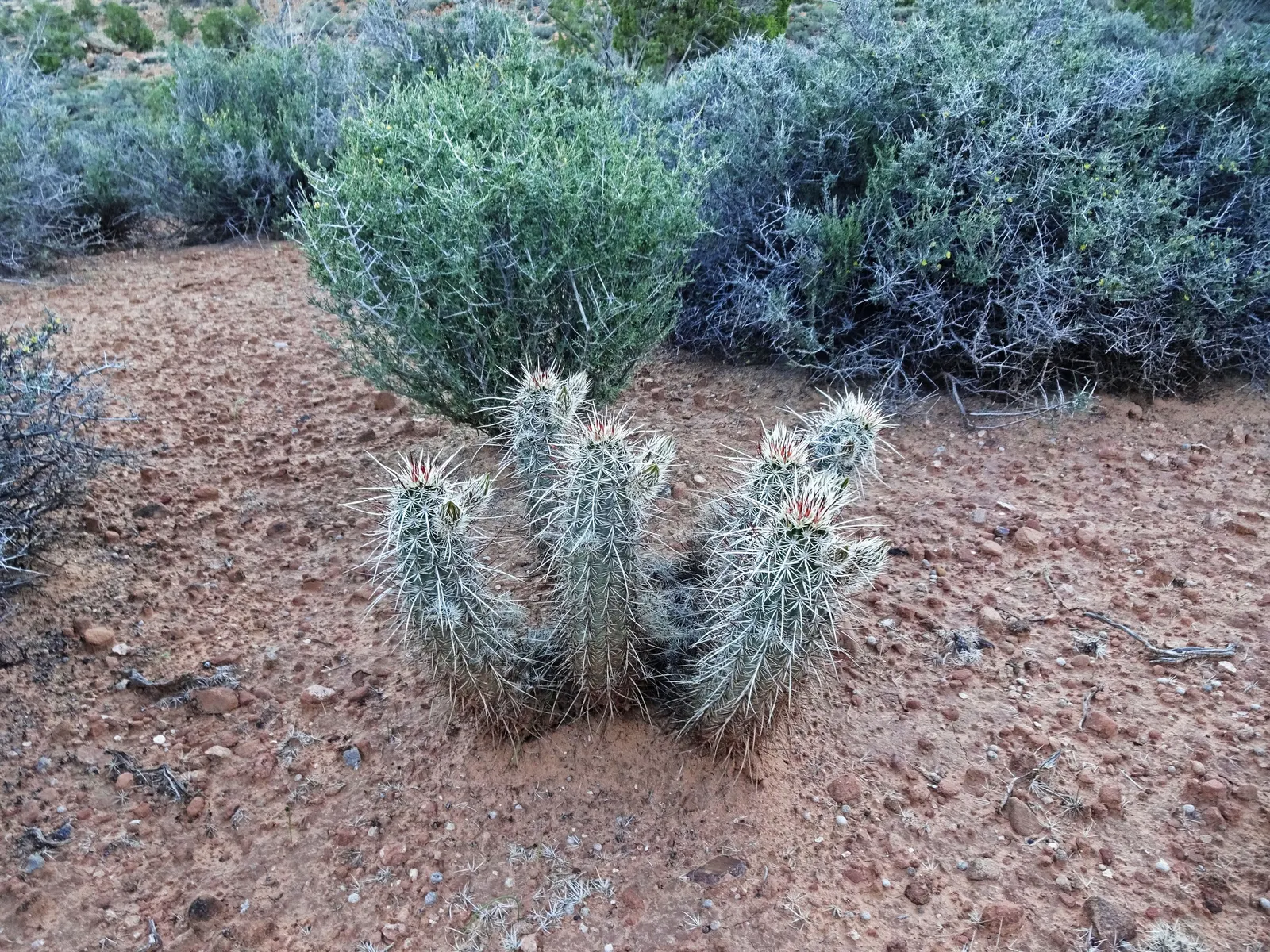 Strawberry Hedgehog (Echinocereus Engelmannii) — Springtime brings vibrant magenta flowers, followed by edible red fruits resembling strawberries, image 47