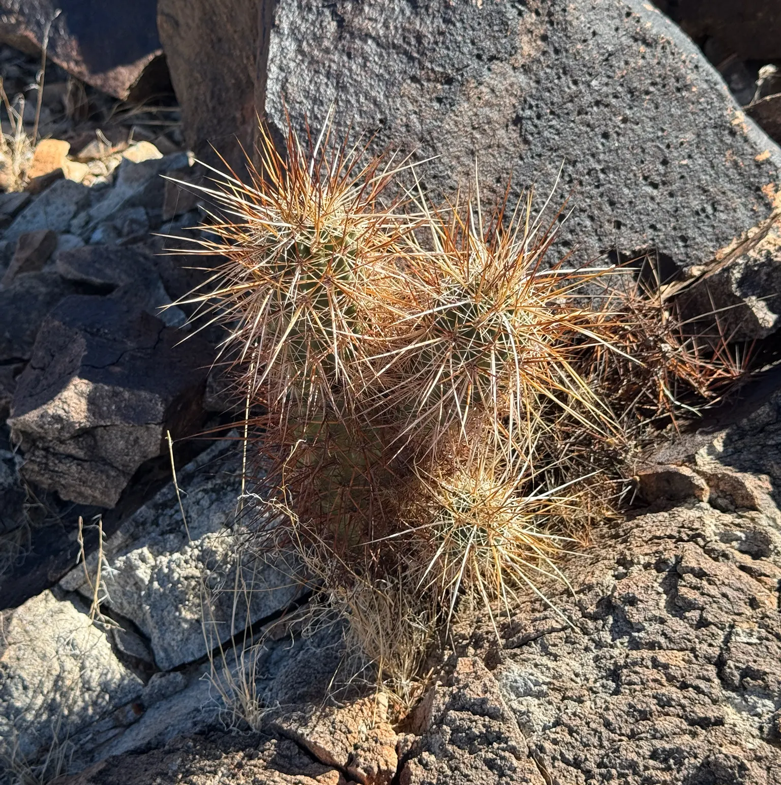 Strawberry Hedgehog (Echinocereus Engelmannii) — cactus for full; water-wise gardens with a touch of desert beauty, image 110