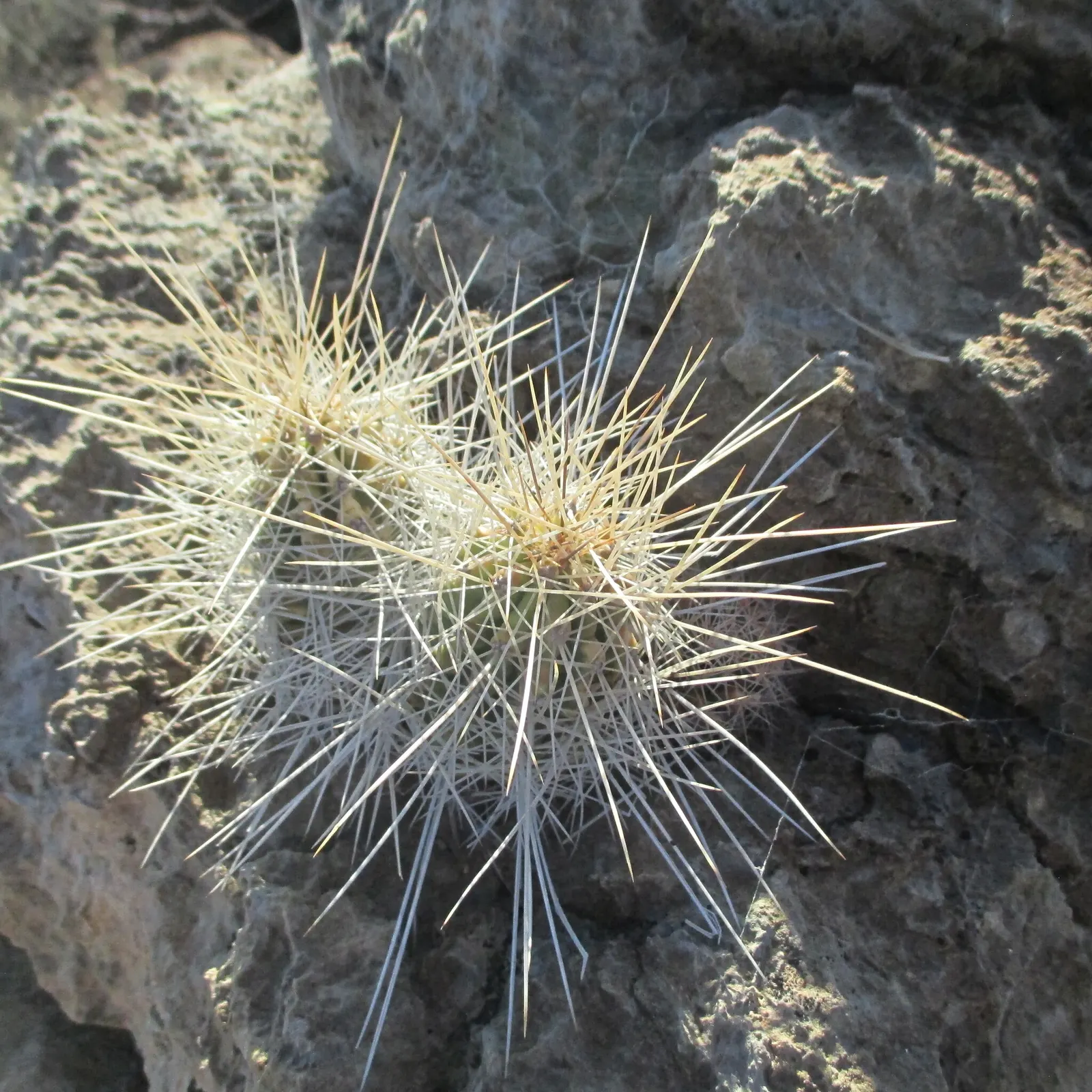 Strawberry Hedgehog (Echinocereus Engelmannii) — pink and violet flowers in the garden; ideal for rock gardens and desert landscapes, it adds, image 86