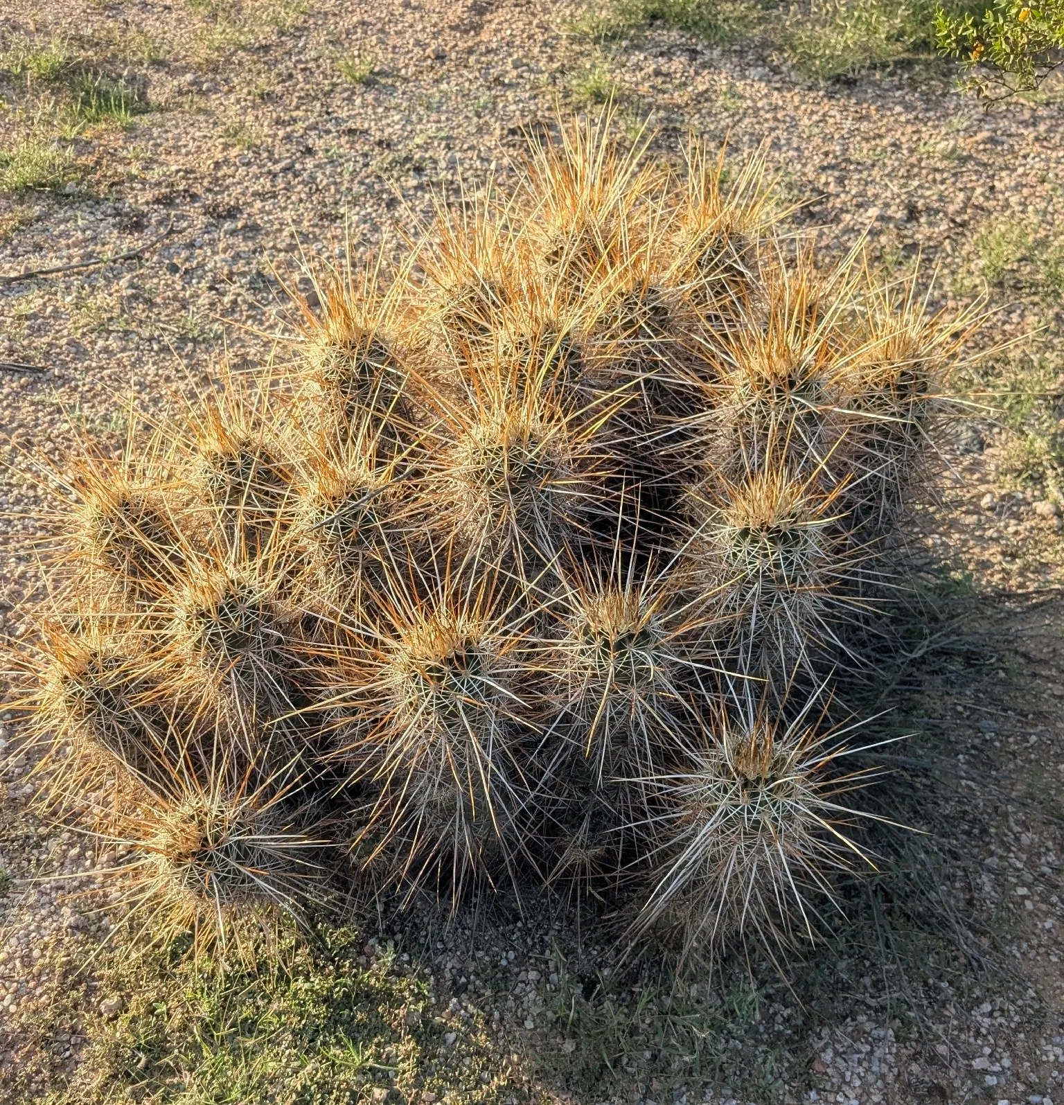 Strawberry Hedgehog (Echinocereus Engelmannii) — A vibrant element for xeric landscapes; growing in clusters that can enhance the visual interest, image 96
