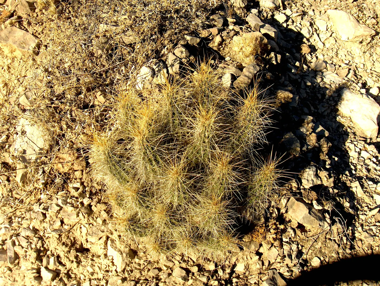 Strawberry Hedgehog (Echinocereus Engelmannii) — This plant makes an excellent addition for clients seeking low-maintenance; each blossom measures