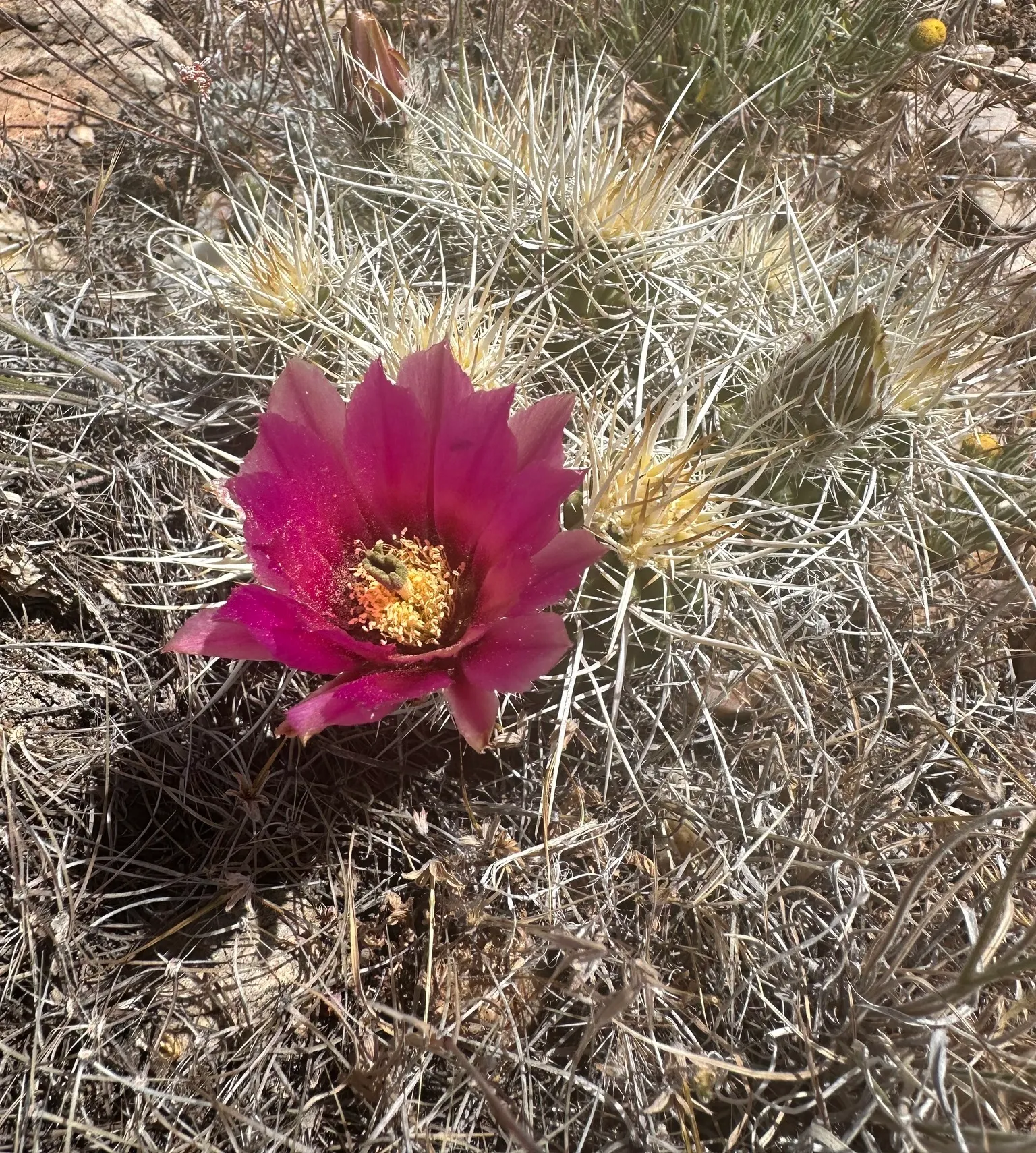 Strawberry Hedgehog (Echinocereus Engelmannii) — Preferring well-drained soils, it thrives in USDA zones 5-11 and requires full sun; springtime, image 114
