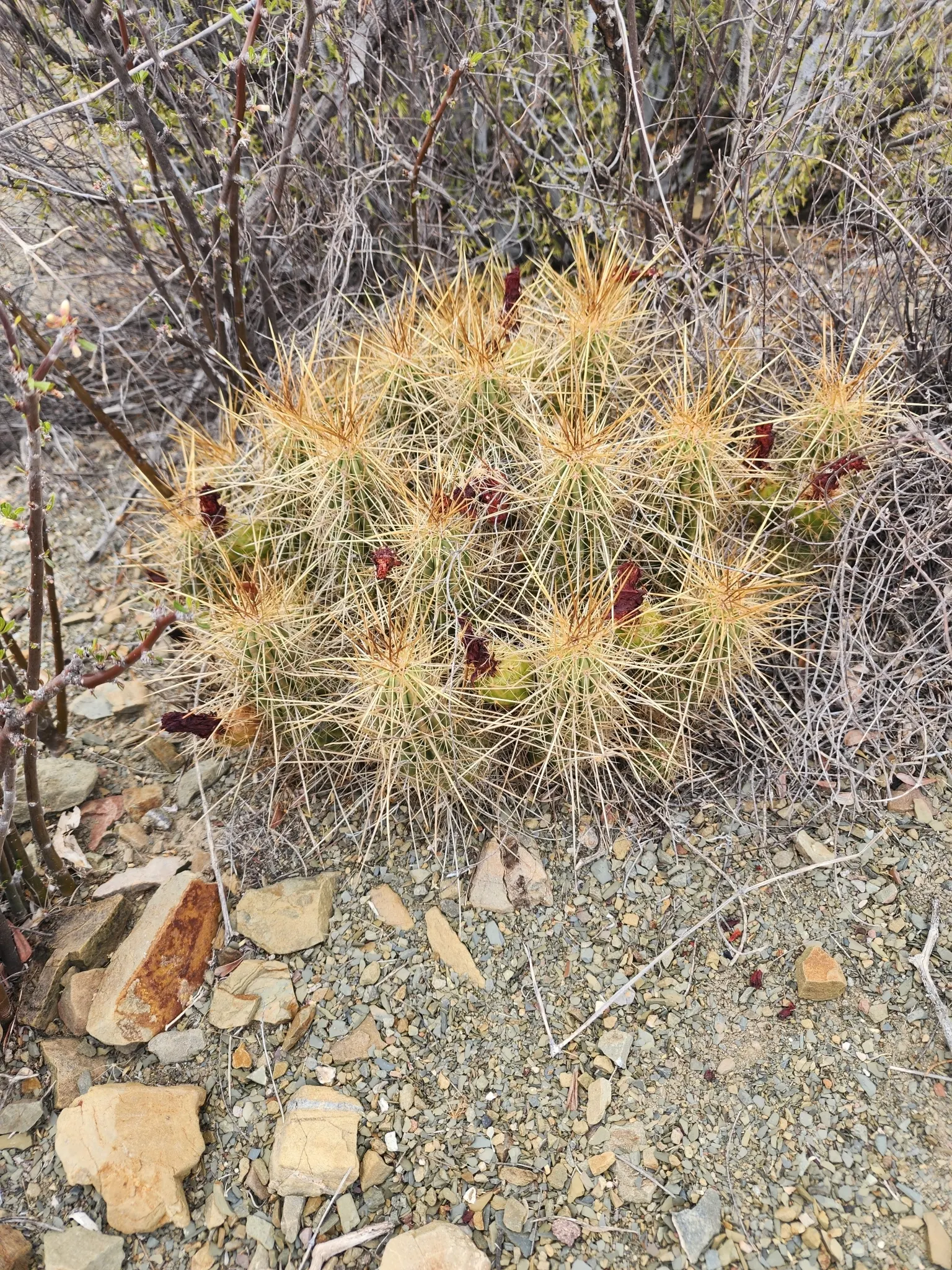 Strawberry Hedgehog (Echinocereus Engelmannii) — water-wise gardens with a touch of desert beauty; pink and violet flowers in the garden