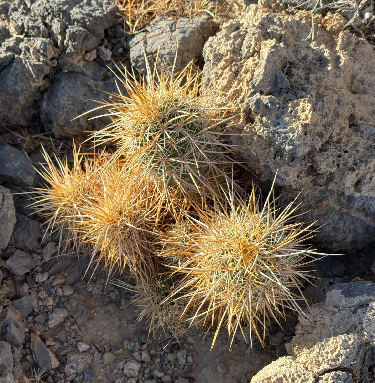 Strawberry Hedgehog (Echinocereus Engelmannii) — is a captivating cactus indigenous to the desert regions of the American Southwest; it presents, image 95