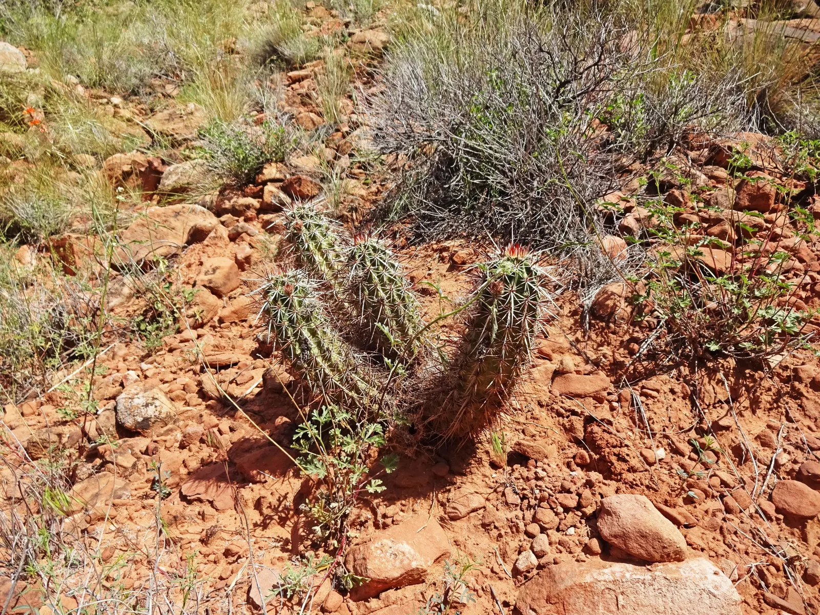 Strawberry Hedgehog (Echinocereus Engelmannii) — consider spacing the clusters around 9 to 15 inches apart; cactus with pink and violet blooms