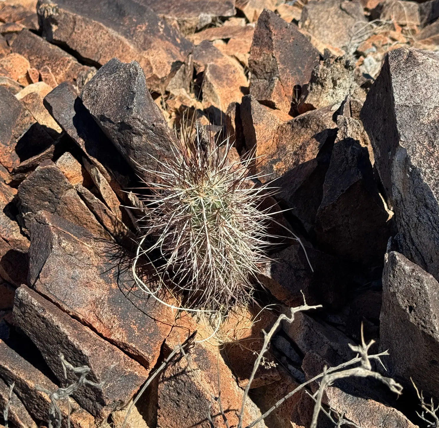 Strawberry Hedgehog (Echinocereus Engelmannii) — cactus with pink and violet blooms; during the spring months, from April to May, it boasts magenta, image 65