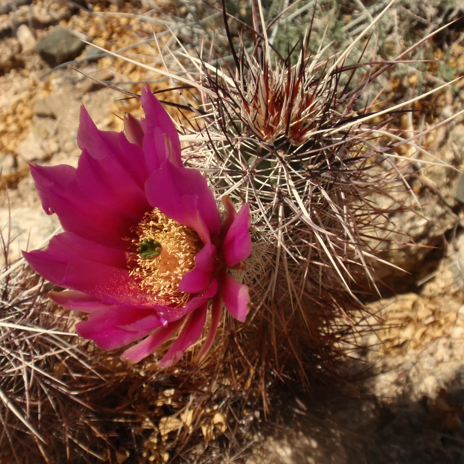 Strawberry Hedgehog (Echinocereus Engelmannii) — Preferring well-drained soils, it thrives in USDA zones 5-11 and requires full sun; springtime brings vibrant