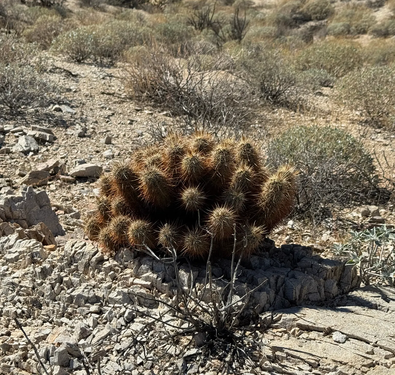 Strawberry Hedgehog (Echinocereus Engelmannii) — scientifically known as Echinocereus engelmannii; which allows for spreading and airflow while, image 50