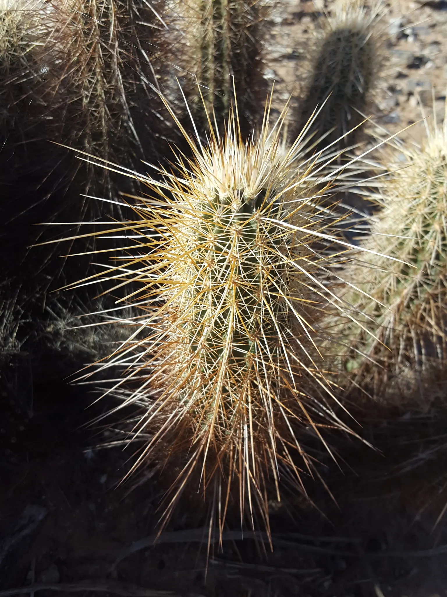 Strawberry Hedgehog (Echinocereus Engelmannii) — consider spacing the clusters around 9 to 15 inches apart; cactus with pink and violet blooms, image 82