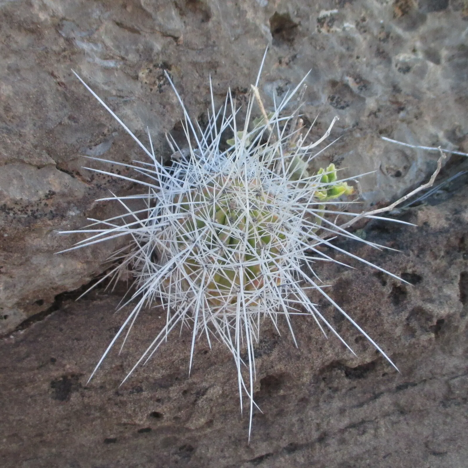 Strawberry Hedgehog (Echinocereus Engelmannii) — consider spacing the clusters around 9 to 15 inches apart; cactus with pink and violet blooms, image 60