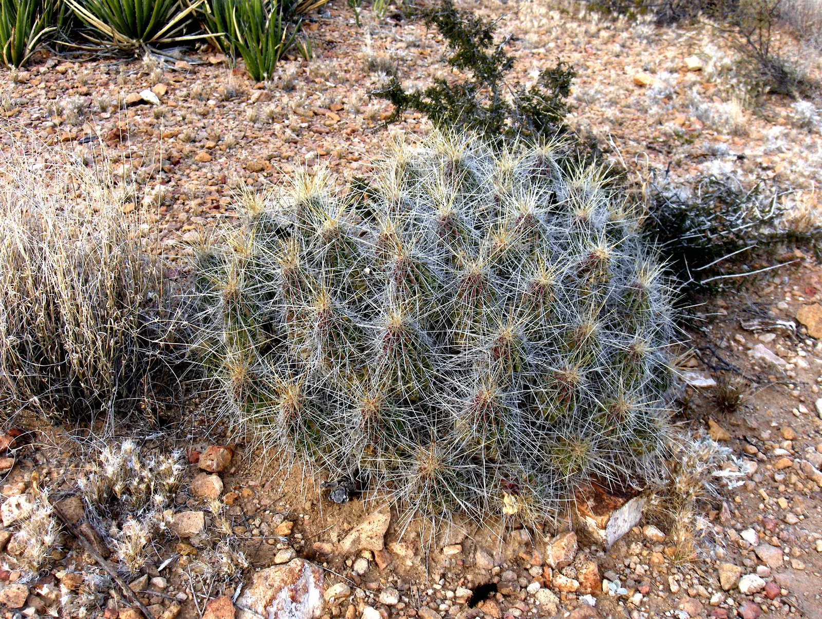 Strawberry Hedgehog (Echinocereus Engelmannii) — water-wise gardens with a touch of desert beauty