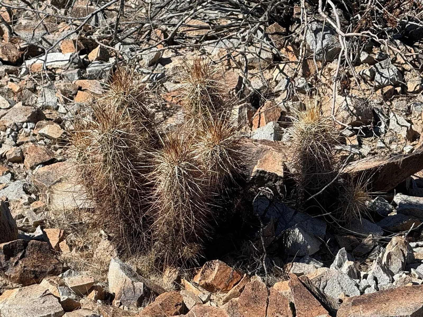 Strawberry Hedgehog (Echinocereus Engelmannii) — which allows for spreading and airflow while retaining a compact; scientifically known as, image 105
