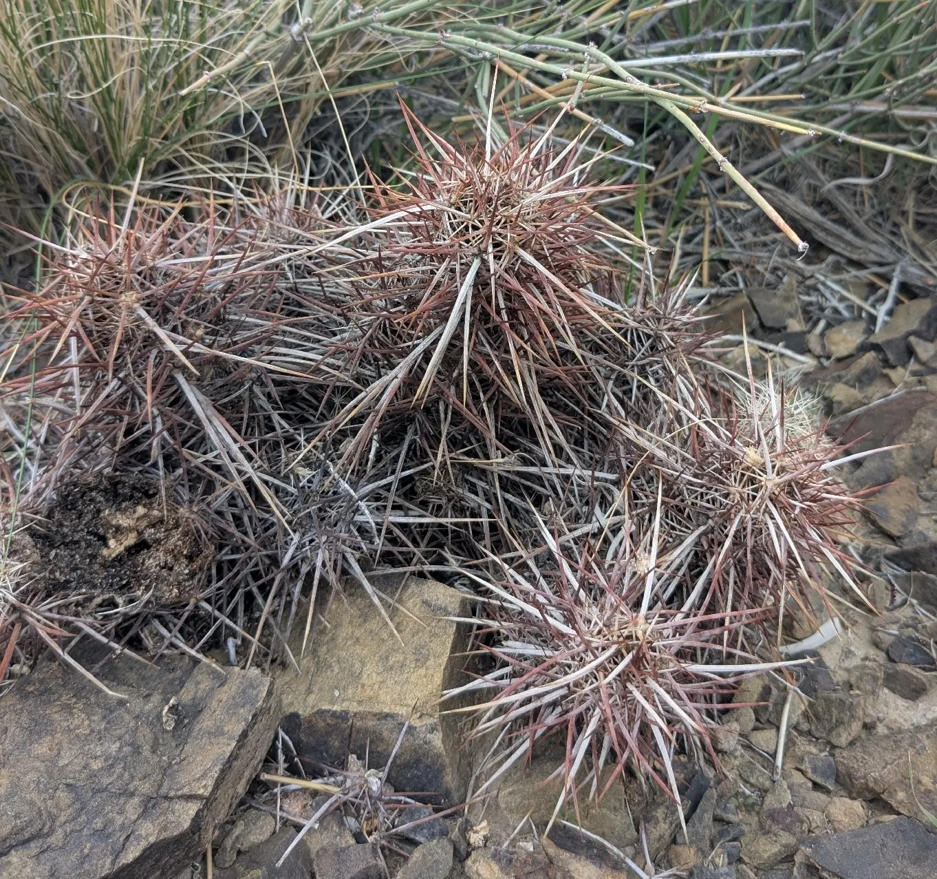 Strawberry Hedgehog (Echinocereus Engelmannii) — It presents spiny, cylindrical stems, reaching up to 24 inches tall and 6 inches wide