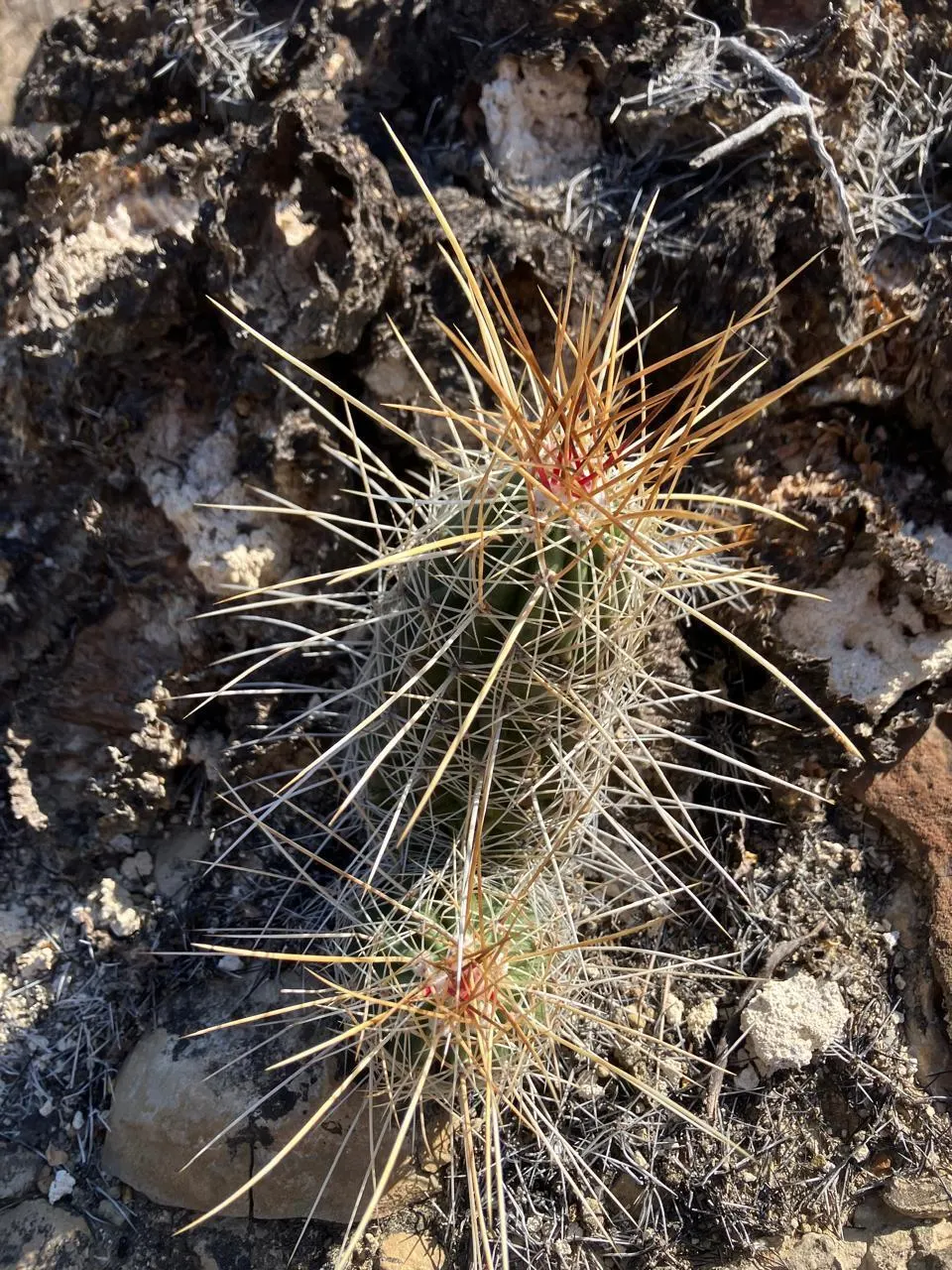 Strawberry Hedgehog (Echinocereus Engelmannii) — Each blossom measures approximately 3 inches in diameter; cactus for full, image 79