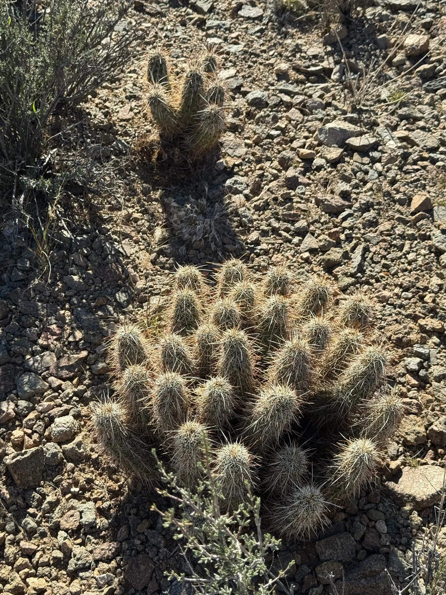 Strawberry Hedgehog (Echinocereus Engelmannii) — which allows for spreading and airflow while retaining a compact; scientifically known as, image 61