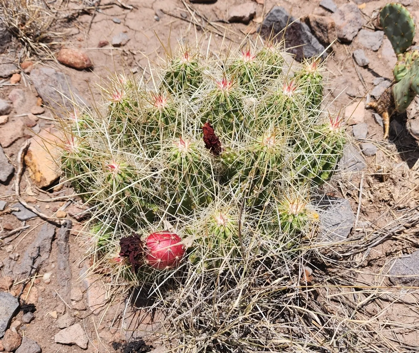 Strawberry Hedgehog (Echinocereus Engelmannii) — Echinocereus engelmannii, or Strawberry Hedgehog, is a resilient cactus native to the American, image 111