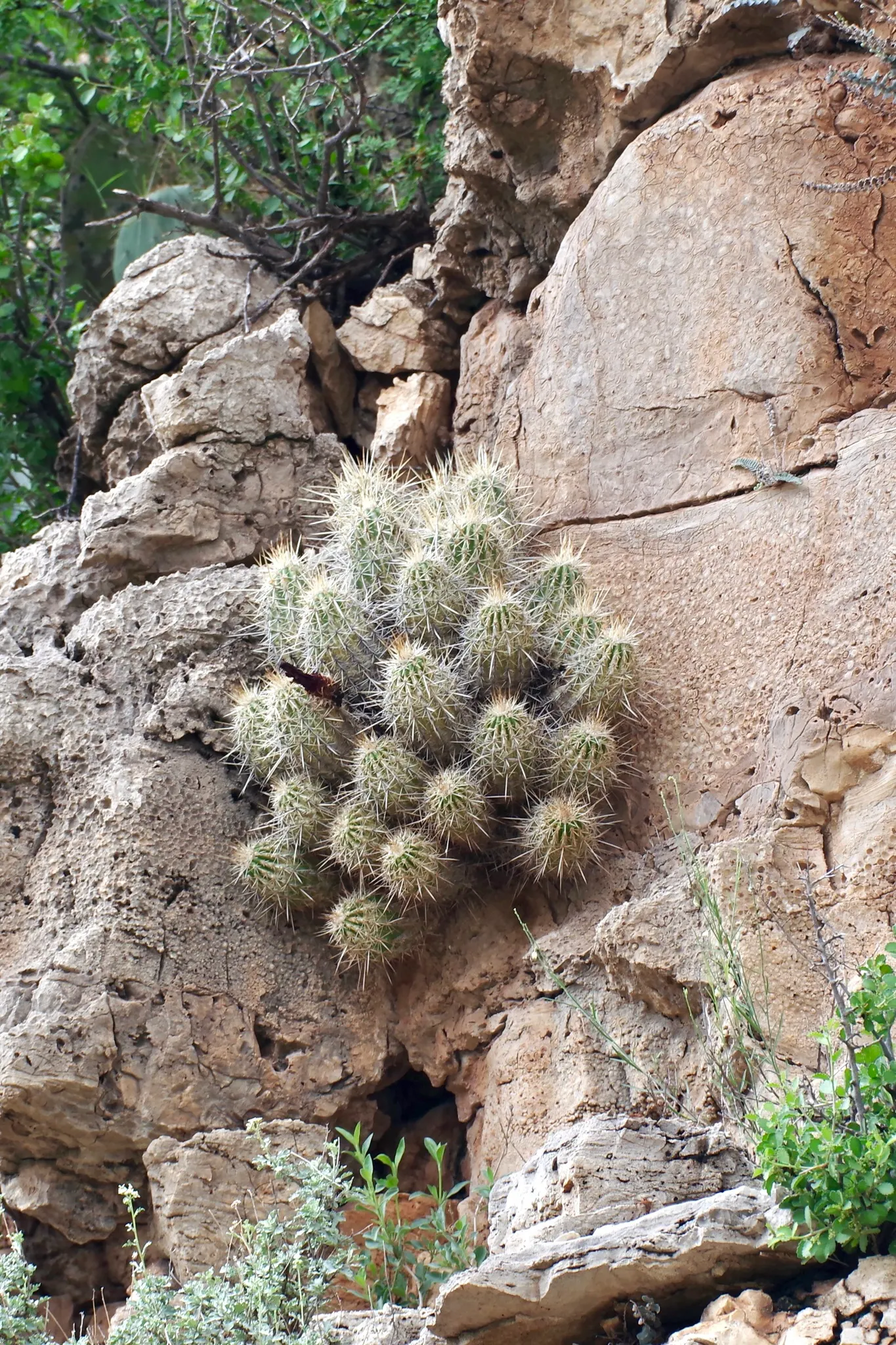 Strawberry Hedgehog (Echinocereus Engelmannii) — Preferring well-drained soils, it thrives in USDA zones 5-11 and requires full sun; springtime, image 70