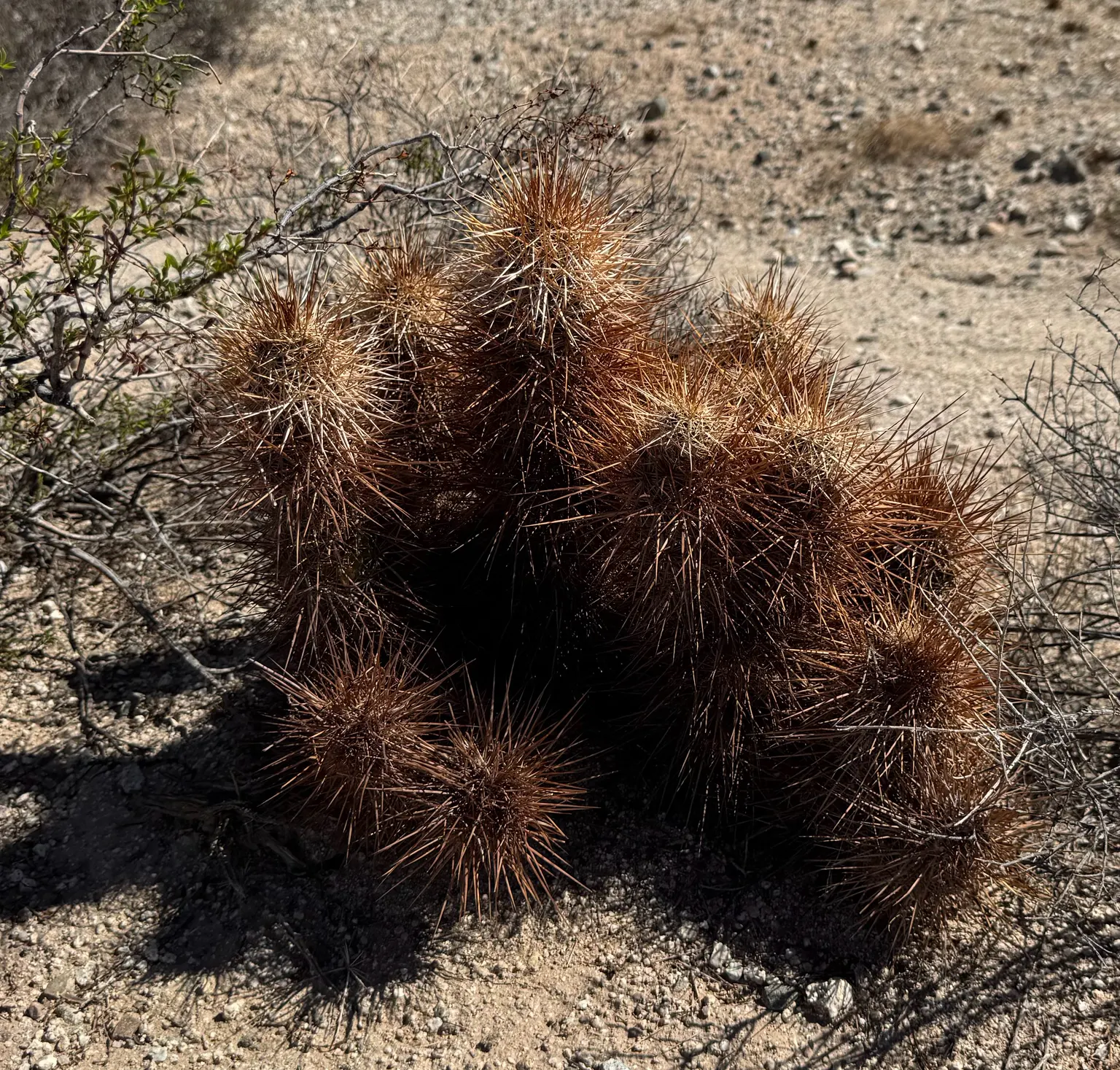 Strawberry Hedgehog (Echinocereus Engelmannii) — cactus for full; water-wise gardens with a touch of desert beauty, image 88