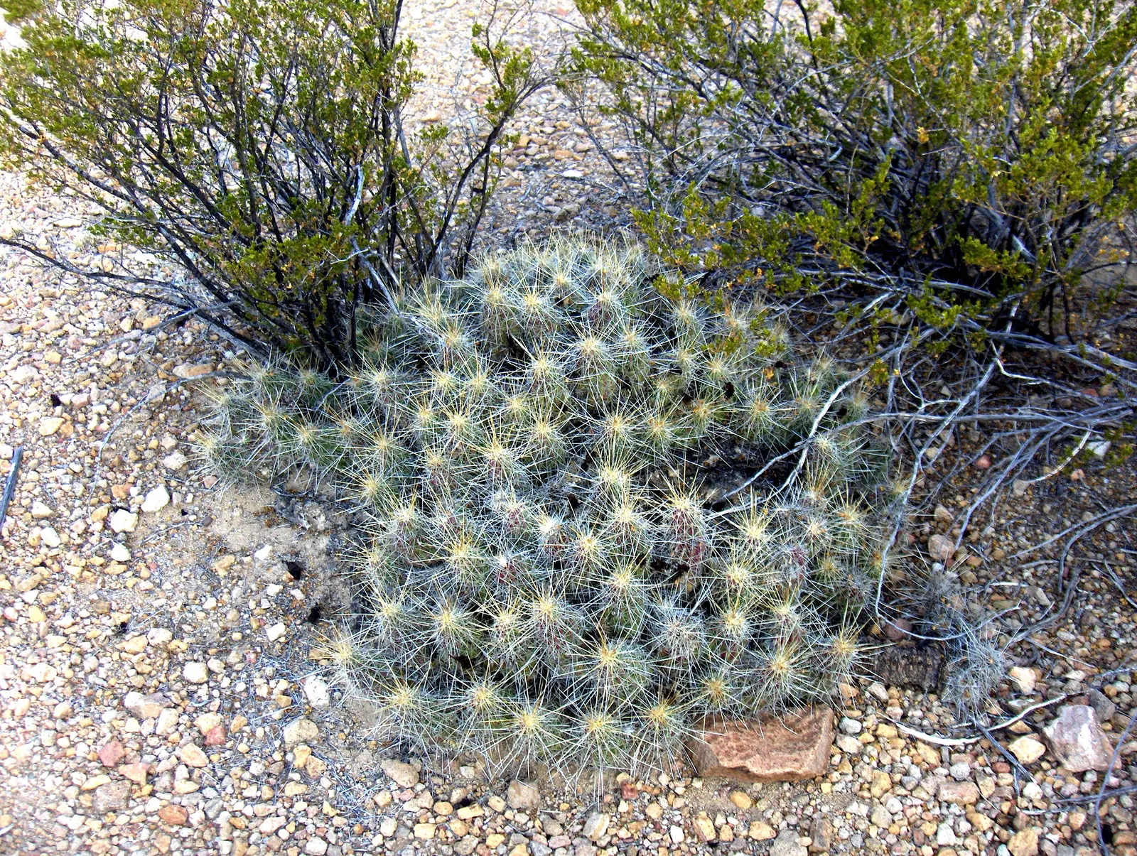 Strawberry Hedgehog (Echinocereus Engelmannii) — Each blossom measures approximately 3 inches in diameter; cactus for full