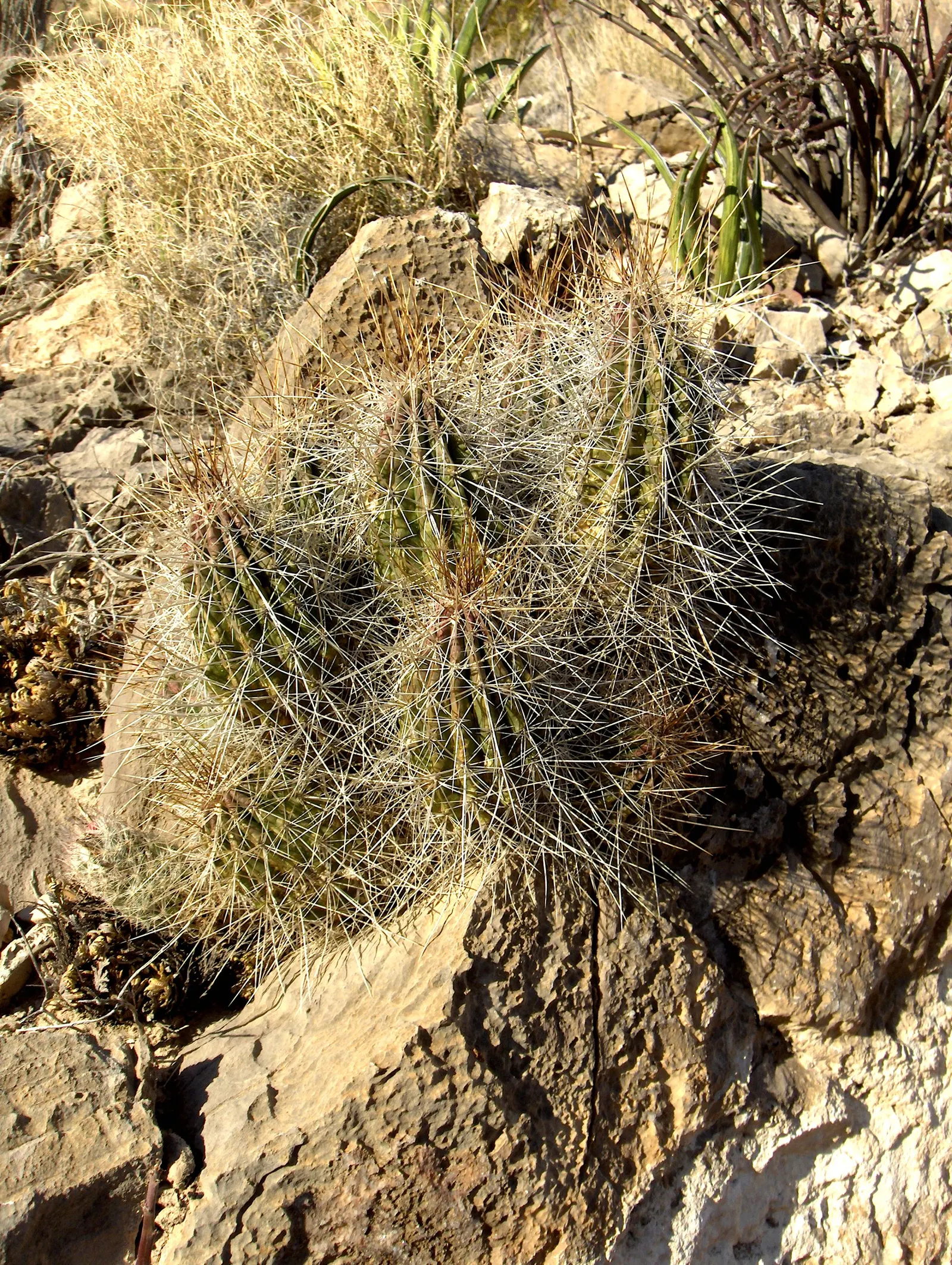 Strawberry Hedgehog (Echinocereus Engelmannii) — Echinocereus engelmannii, or Strawberry Hedgehog, is a resilient cactus native to the American, image 23