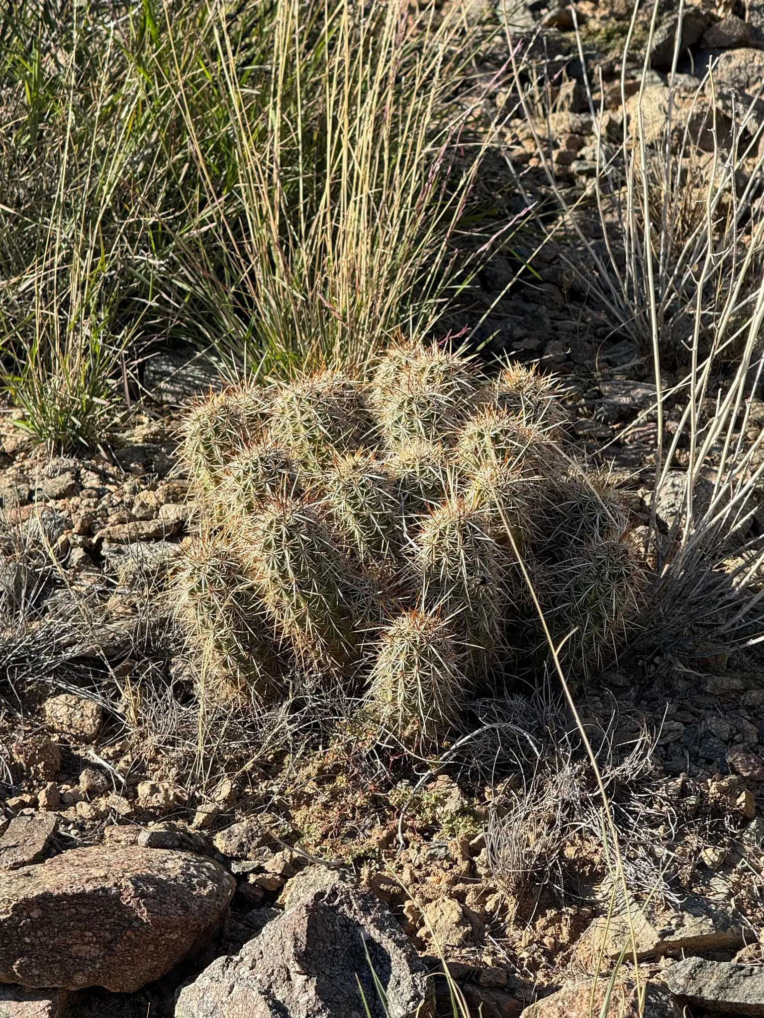 Strawberry Hedgehog (Echinocereus Engelmannii) — engelmannii is drought-tolerant and prefers well-drained soils, thriving in USDA hardiness zones 5, image 81