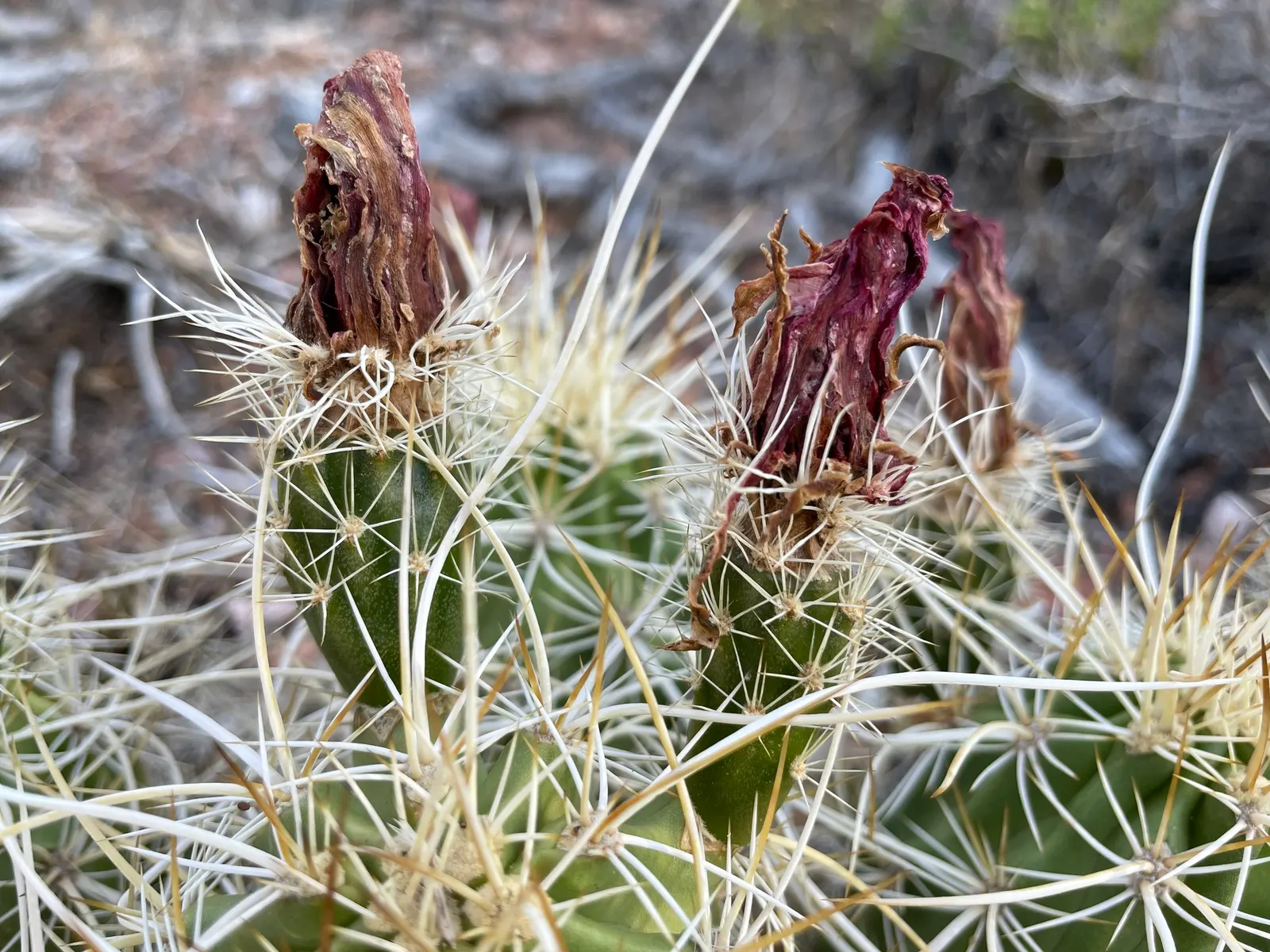 Strawberry Hedgehog (Echinocereus Engelmannii) — engelmannii is drought-tolerant and prefers well-drained soils, thriving in USDA hardiness zones 5 through 9