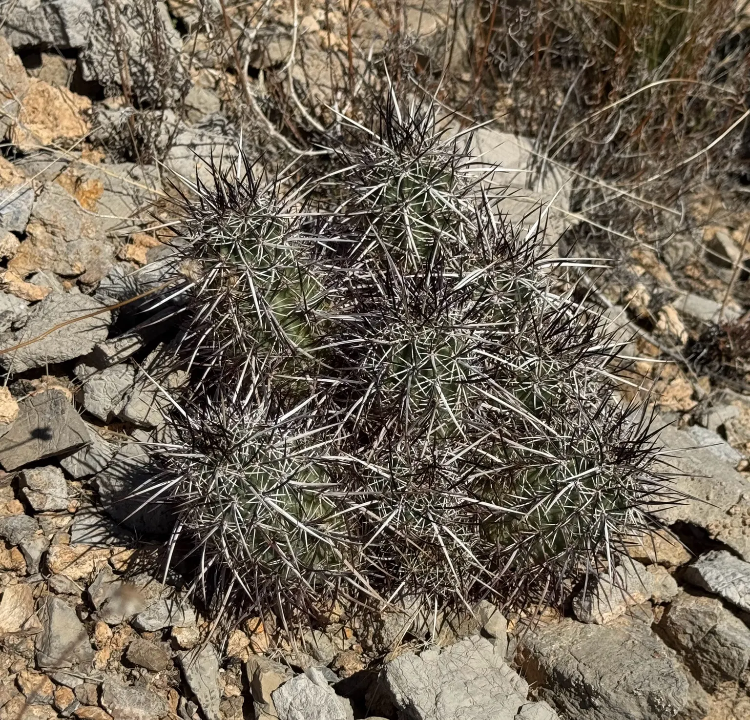 Strawberry Hedgehog (Echinocereus Engelmannii) — is a captivating cactus indigenous to the desert regions of the American Southwest; it presents spiny