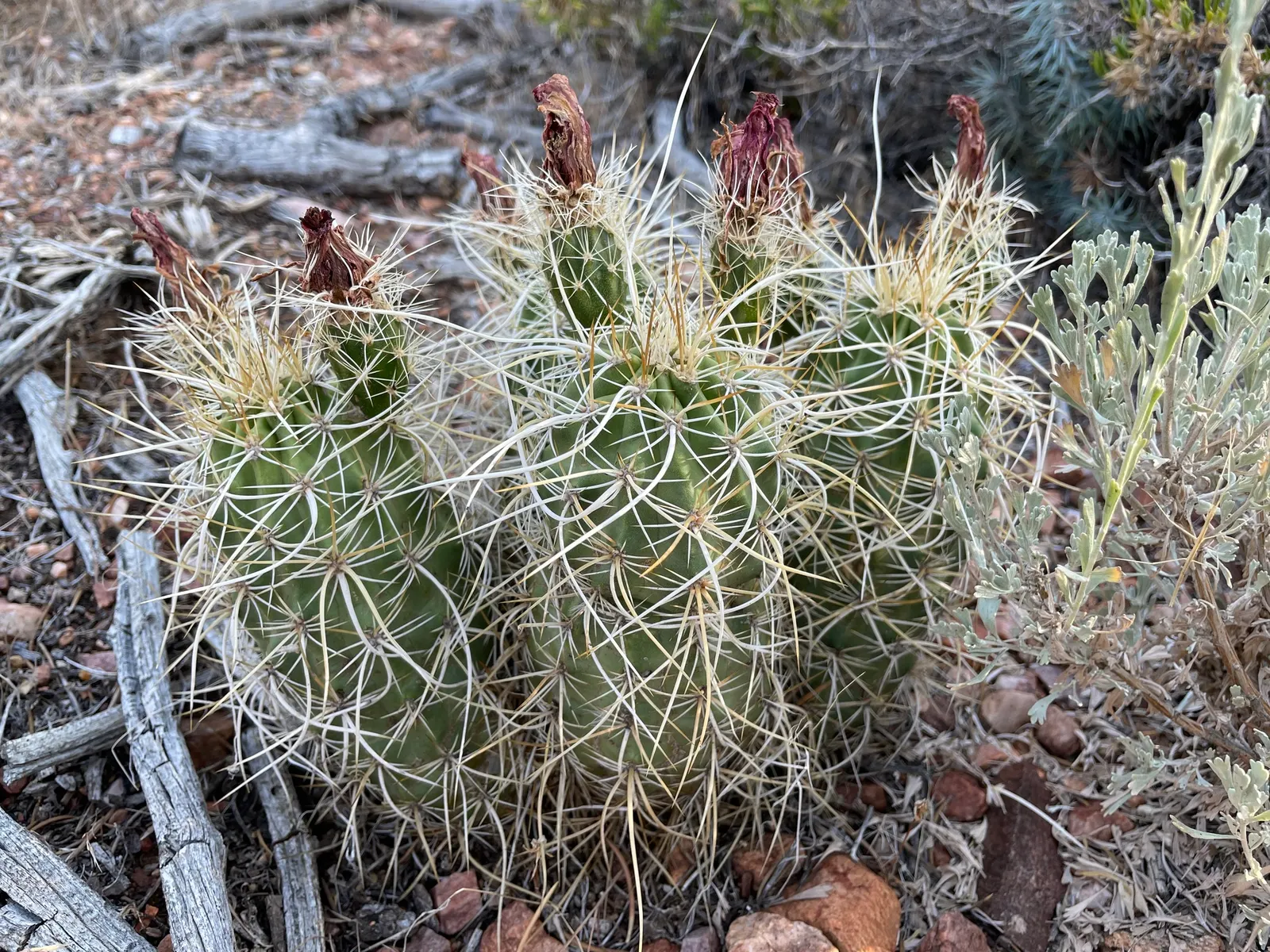 Strawberry Hedgehog (Echinocereus Engelmannii) — It presents spiny, cylindrical stems, reaching up to 24 inches tall and 6 inches wide; which range in color