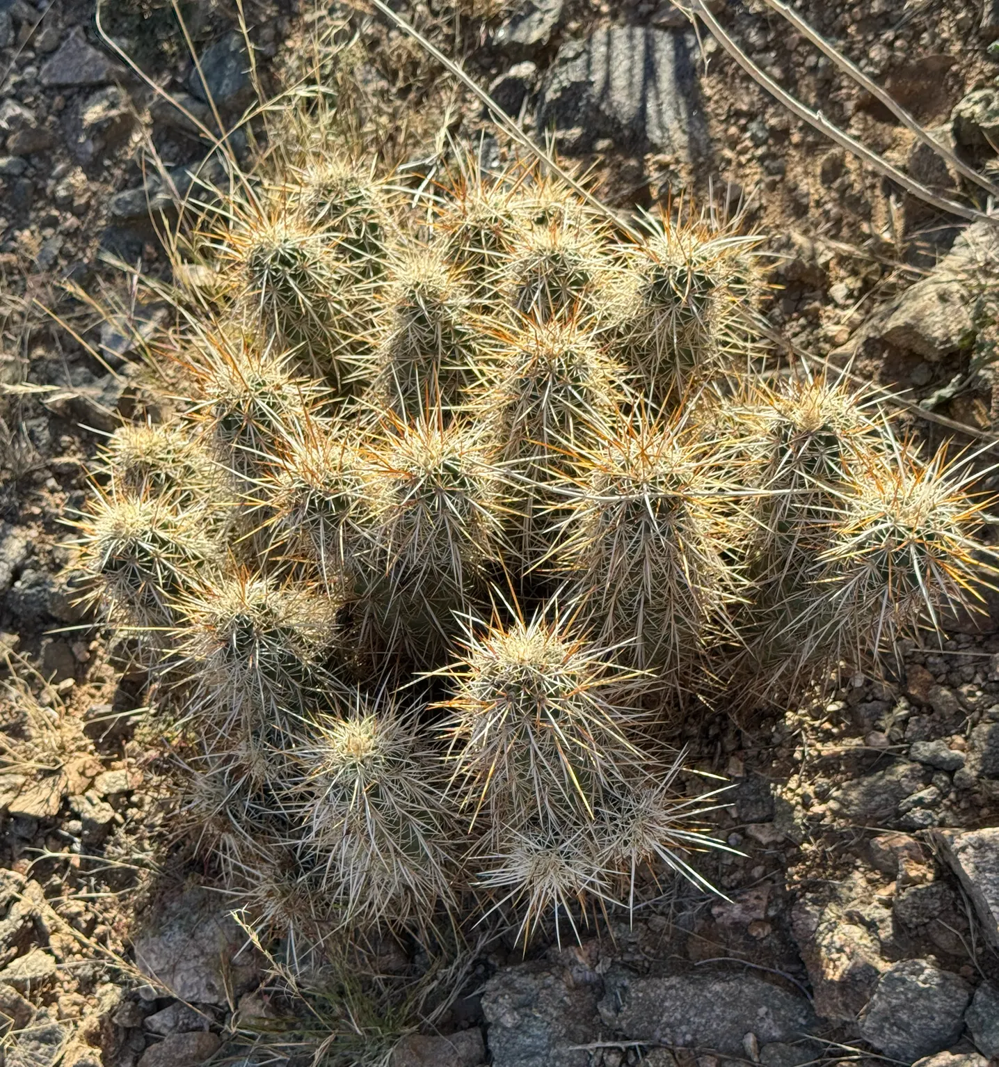 Strawberry Hedgehog (Echinocereus Engelmannii) — Ideal for rock gardens and desert landscapes, it adds striking texture and seasonal color
