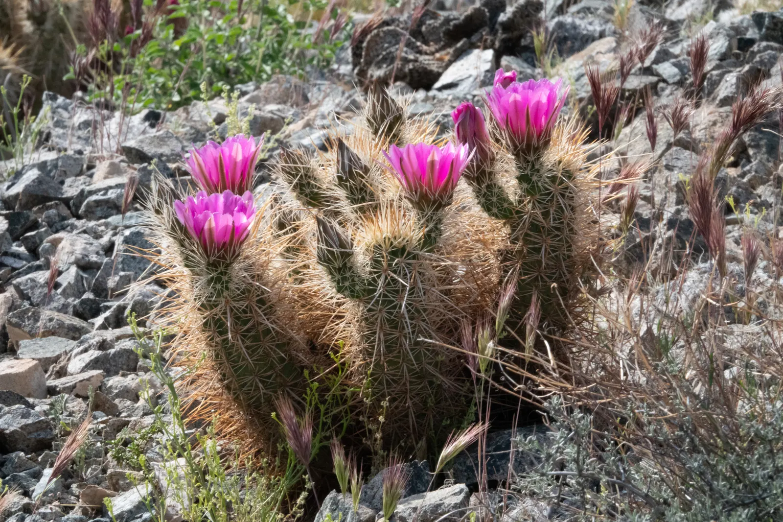 Strawberry Hedgehog (Echinocereus Engelmannii) — cactus with pink and violet blooms; during the spring months, from April to May, it boasts magenta, image 87