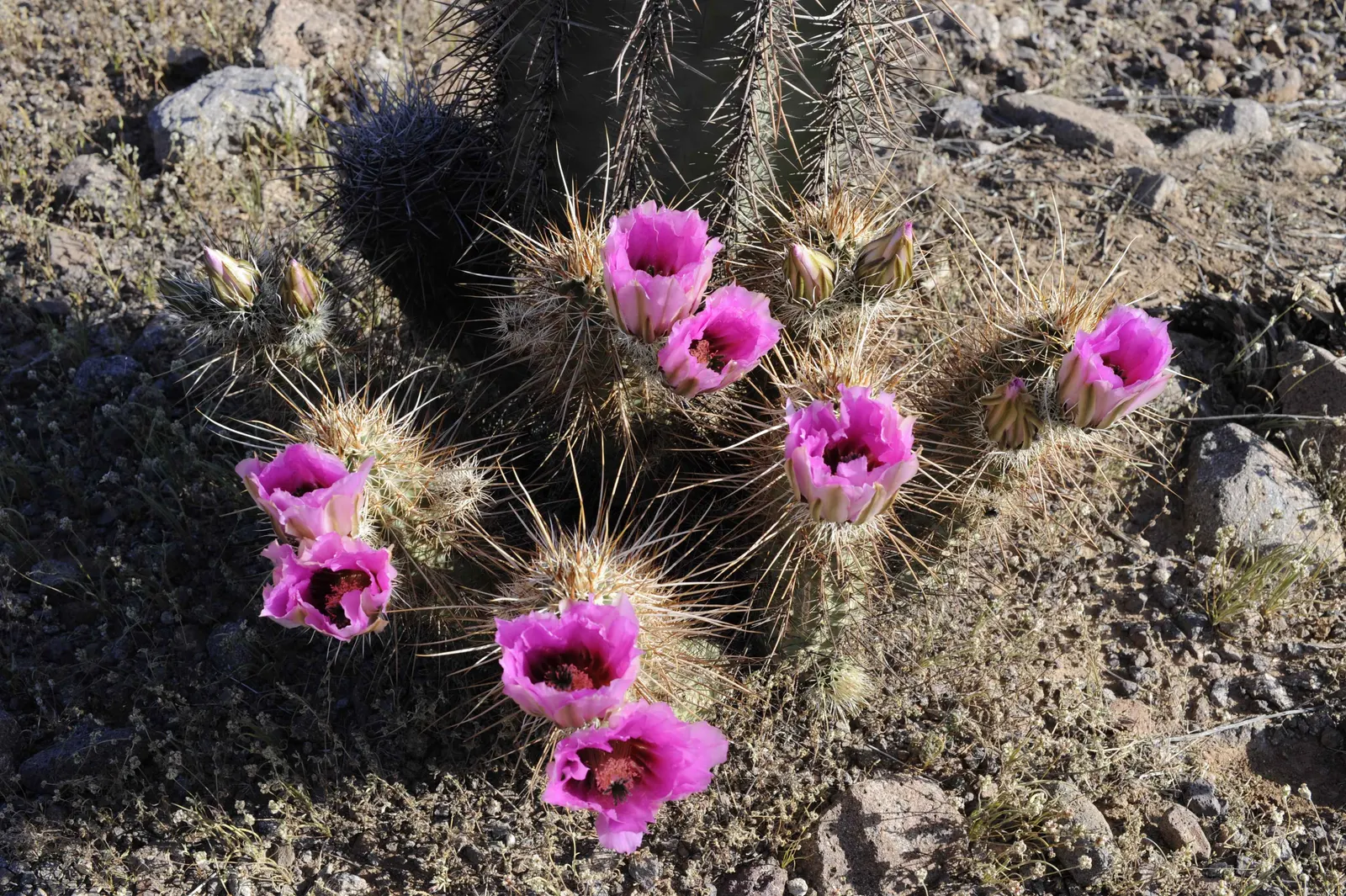Strawberry Hedgehog (Echinocereus Engelmannii) — providing an eye-catching contrast against the green to bluish-green stem.<br><br>Apart from its, image 80