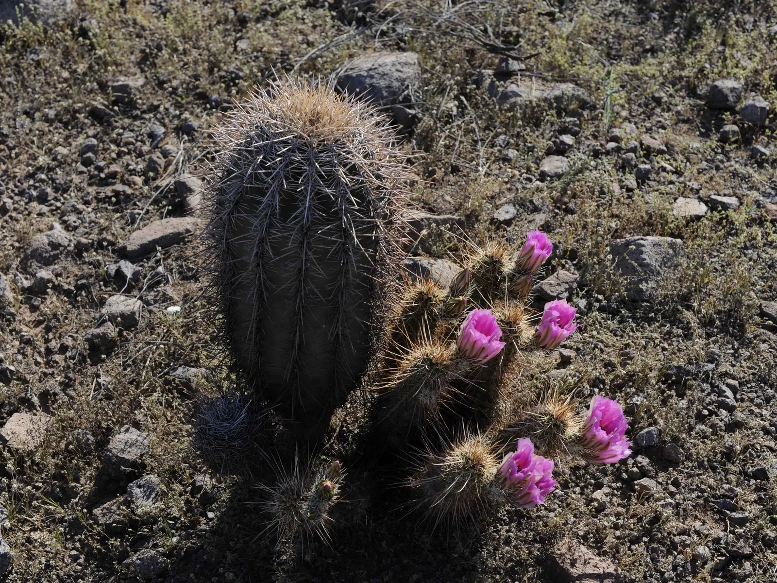Strawberry Hedgehog (Echinocereus Engelmannii) — growing in clusters that can enhance the visual interest of rock gardens or desert-themed, image 53