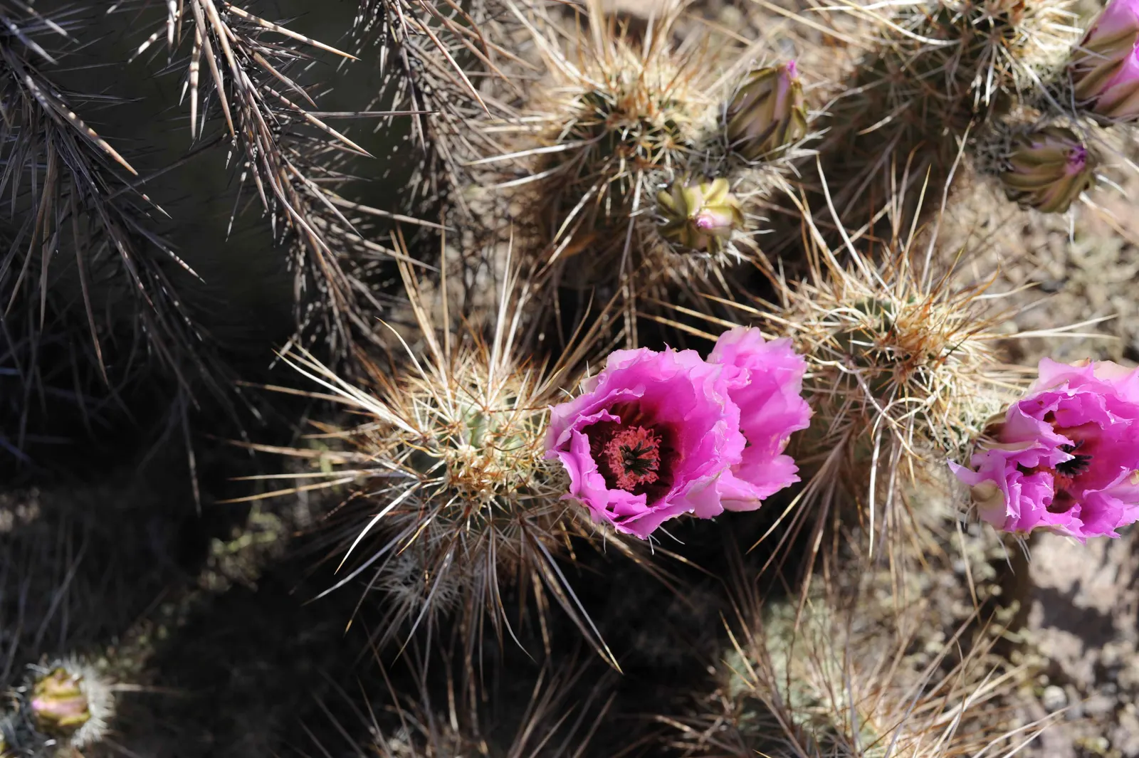 Strawberry Hedgehog (Echinocereus Engelmannii) — Echinocereus engelmannii, or Strawberry Hedgehog, is a resilient cactus native to the American Southwest