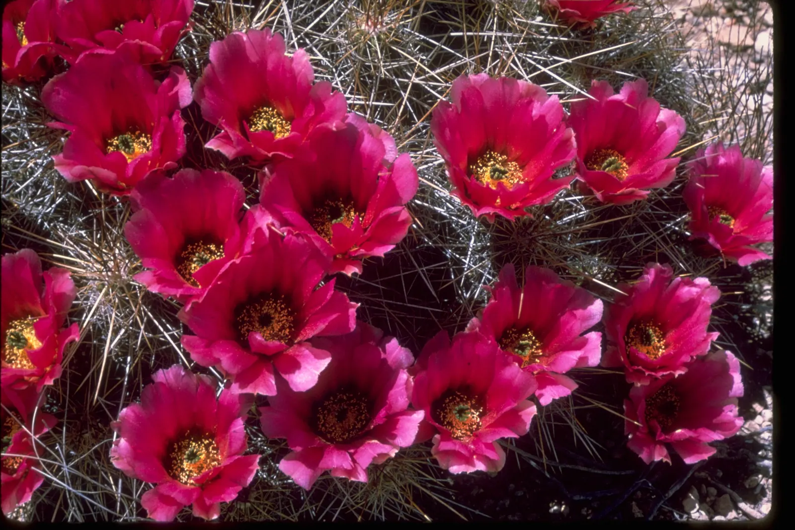 Strawberry Hedgehog (Echinocereus Engelmannii) — engelmannii is drought-tolerant and prefers well-drained soils, thriving in USDA hardiness zones 5, image 59