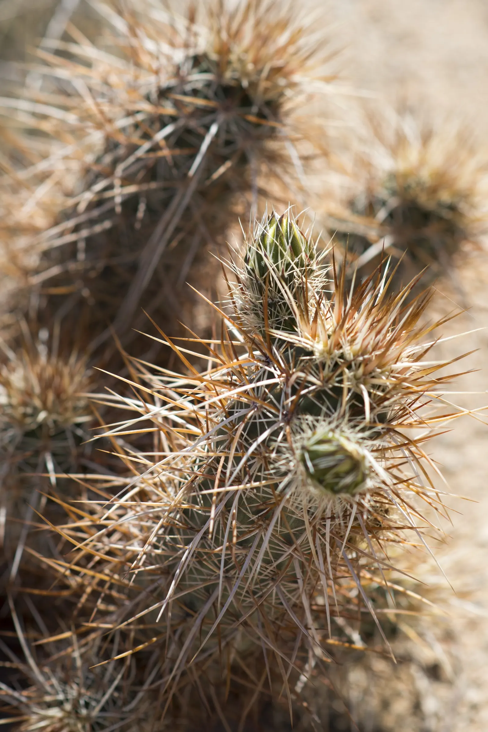 Strawberry Hedgehog (Echinocereus Engelmannii) — During the spring months, from April to May, it boasts magenta or purplish flowers; engelmannii is