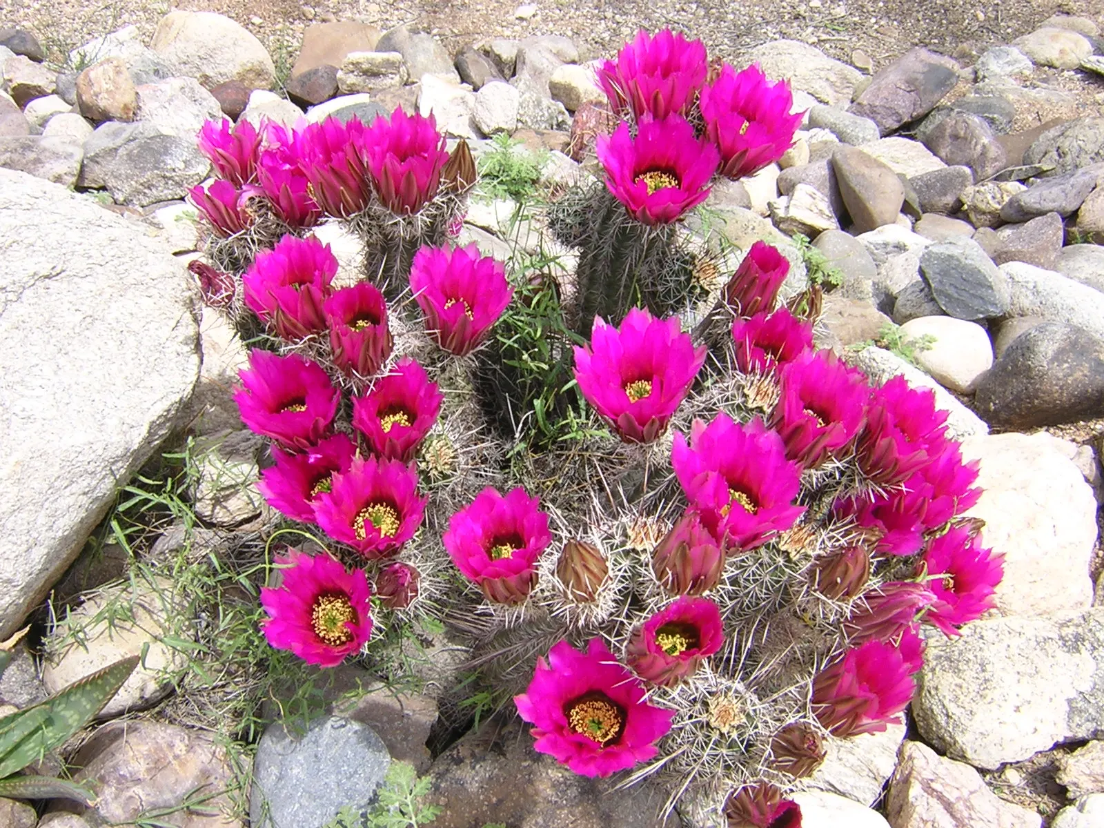 Strawberry Hedgehog (Echinocereus Engelmannii) — providing an eye-catching contrast against the green to bluish-green stem.<br><br>Apart from its, image 102