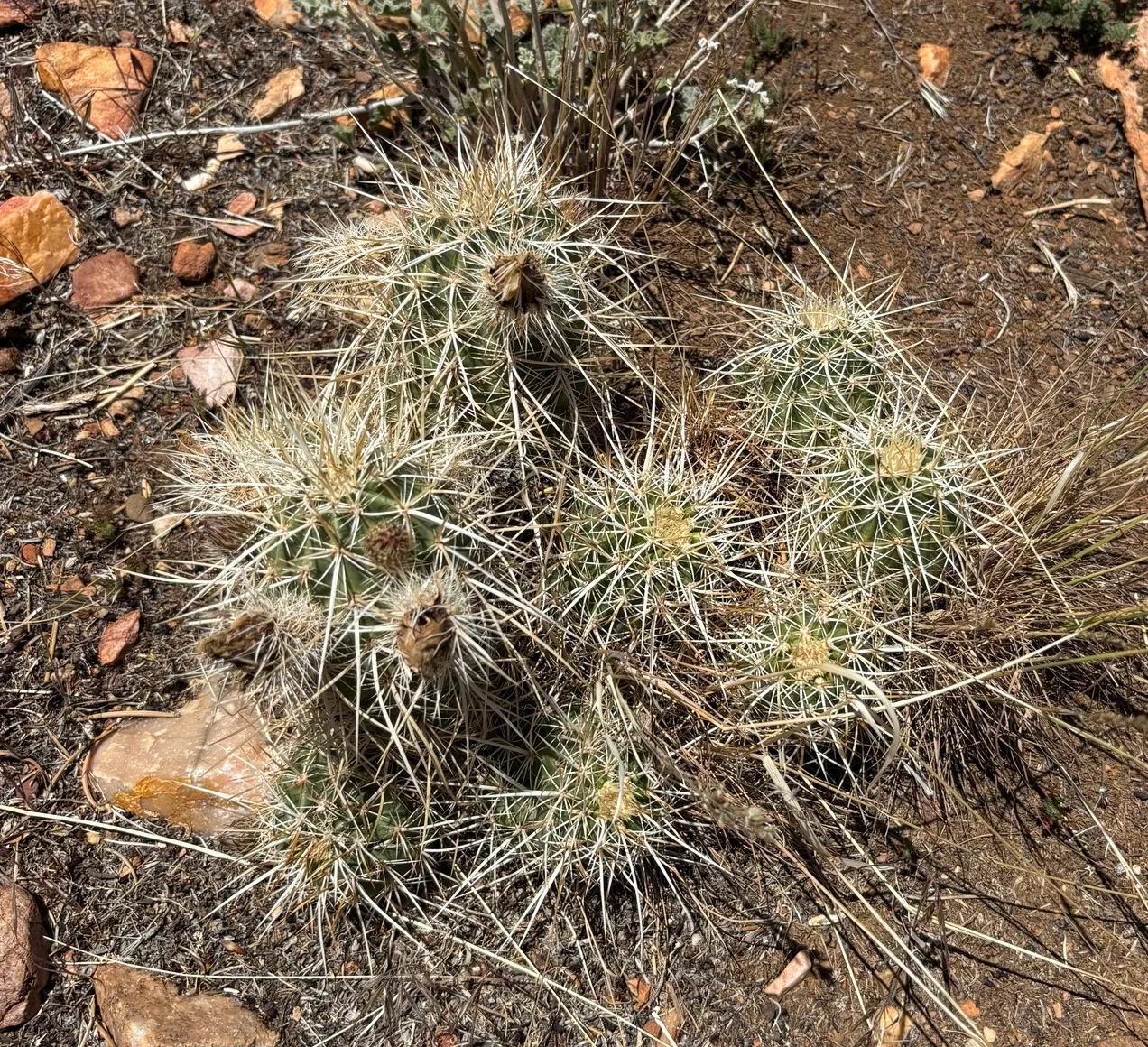 Strawberry Hedgehog (Echinocereus Engelmannii) — engelmannii is drought-tolerant and prefers well-drained soils, thriving in USDA hardiness zones 5, image 103
