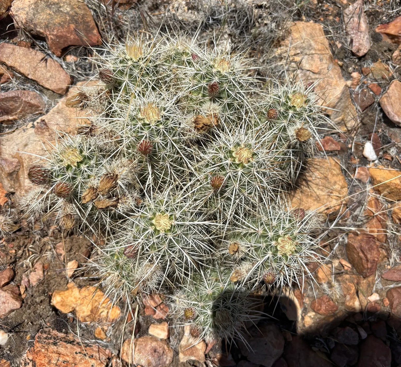Strawberry Hedgehog (Echinocereus Engelmannii) — Ideal for rock gardens and desert landscapes, it adds striking texture and seasonal color; its, image 115